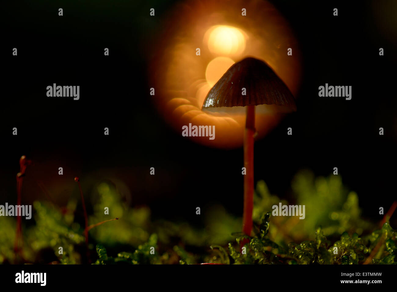 Scotch Bonnet (Marasmius oreades) in controluce Foto Stock