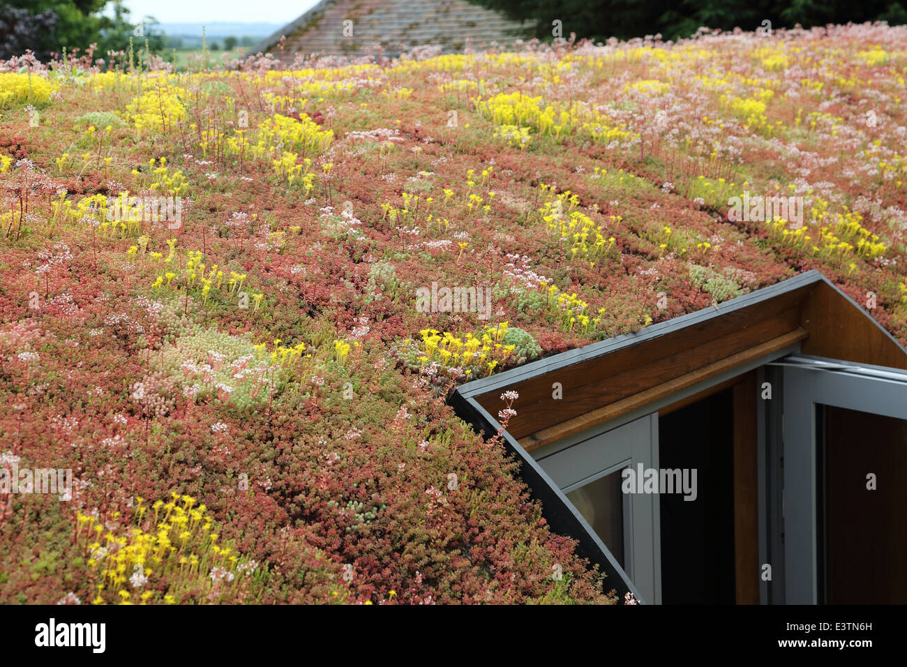 Un tetto verde costituita da una gamma diversificata di sedum piante circondano le porte su un unico piano edificio di legno Foto Stock