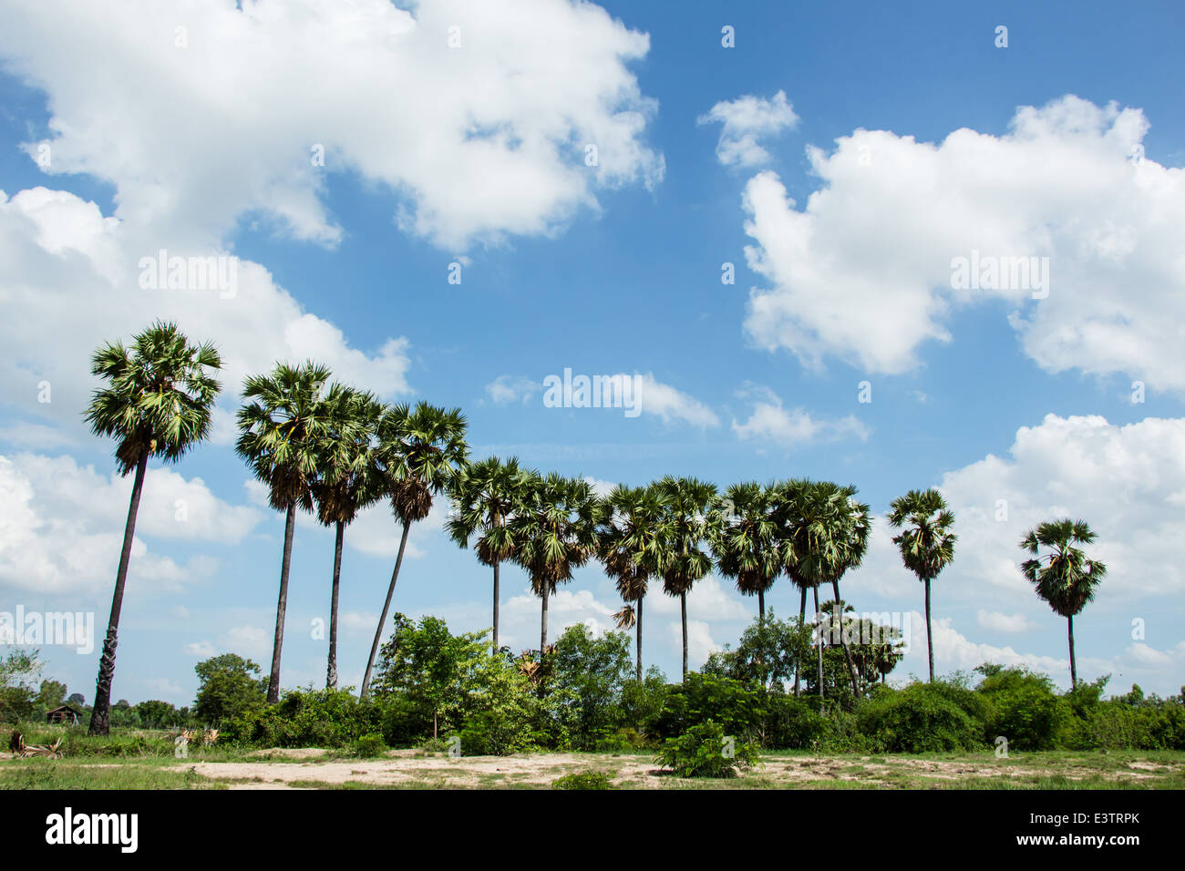 Sugar Palm tree con campo di riso Foto Stock