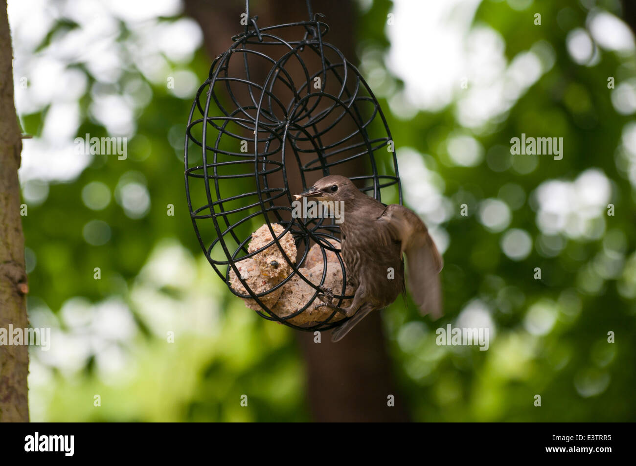 Juvenille Starling alimentazione sulle palle di grasso in un giardino del Regno Unito con motion blur sulle ali Foto Stock