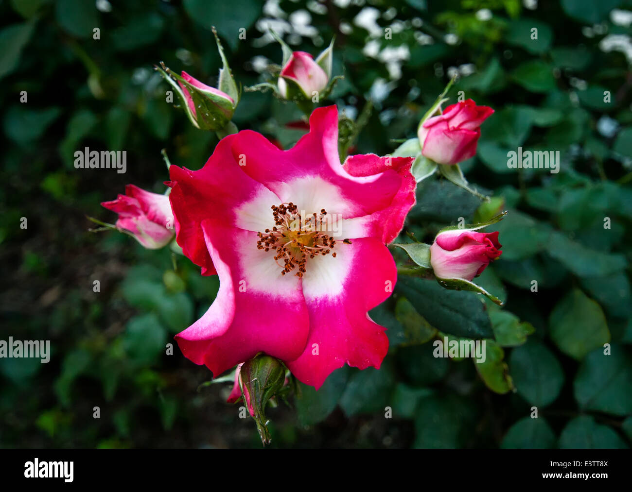 Guardando al di sopra di un mazzo di rose Foto Stock