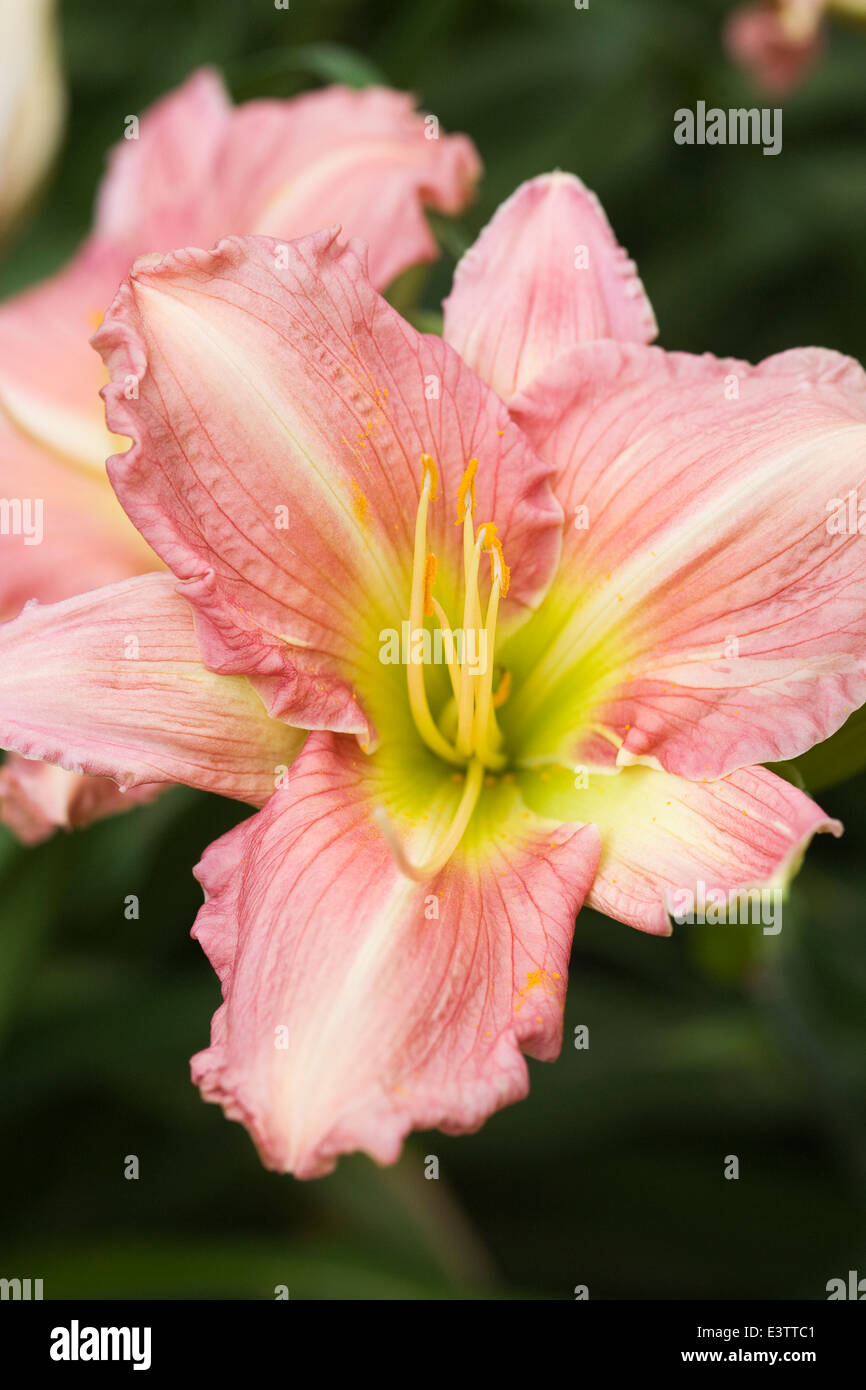 Hemerocallis "oro verde". Daylily fiore nel giardino. Foto Stock