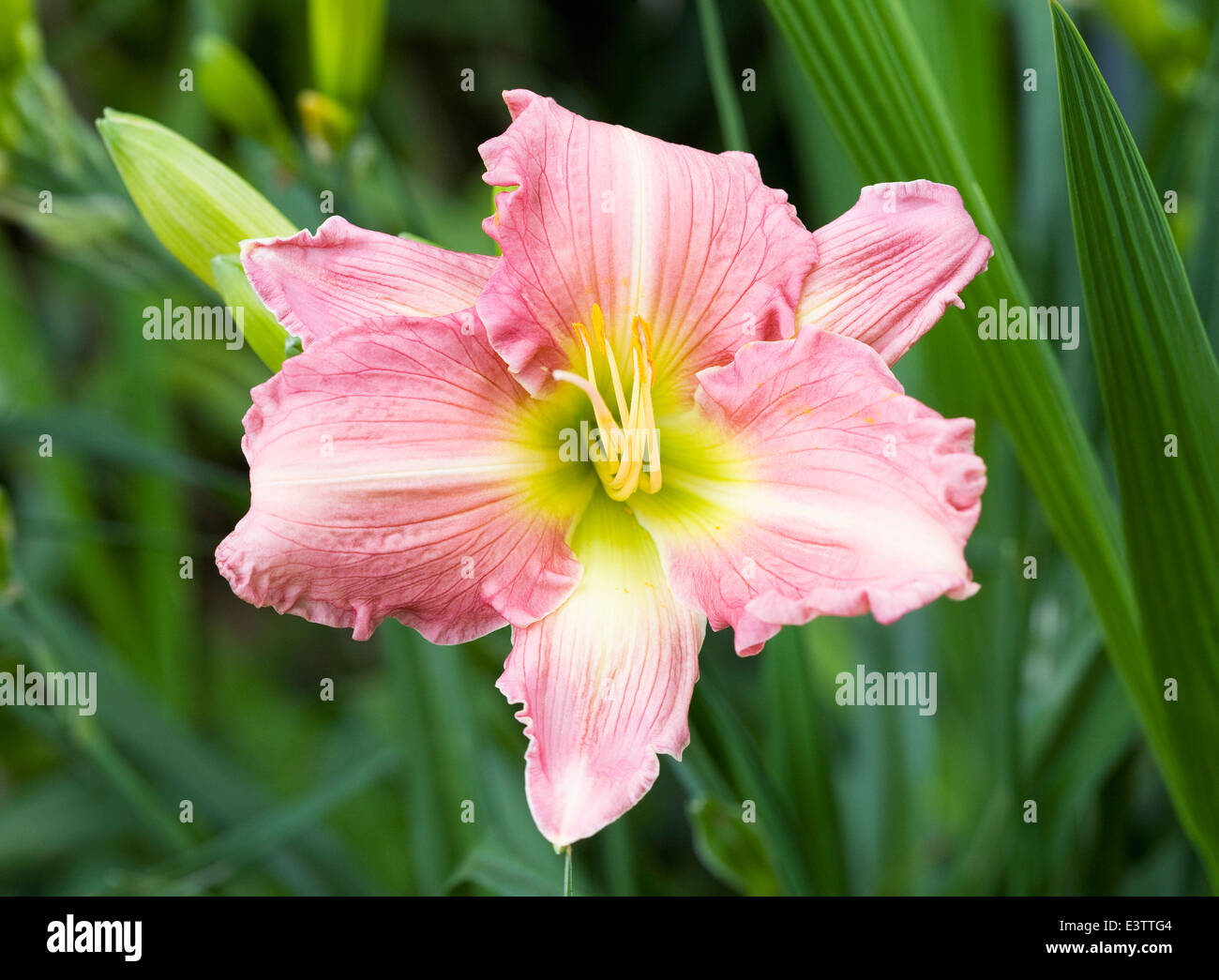 Hemerocallis "oro verde". Daylily fiore nel giardino. Foto Stock