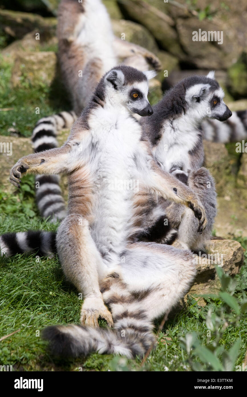 Lemuri seduti al sole a prendere il sole strepsirrhine primati endemici Foto Stock