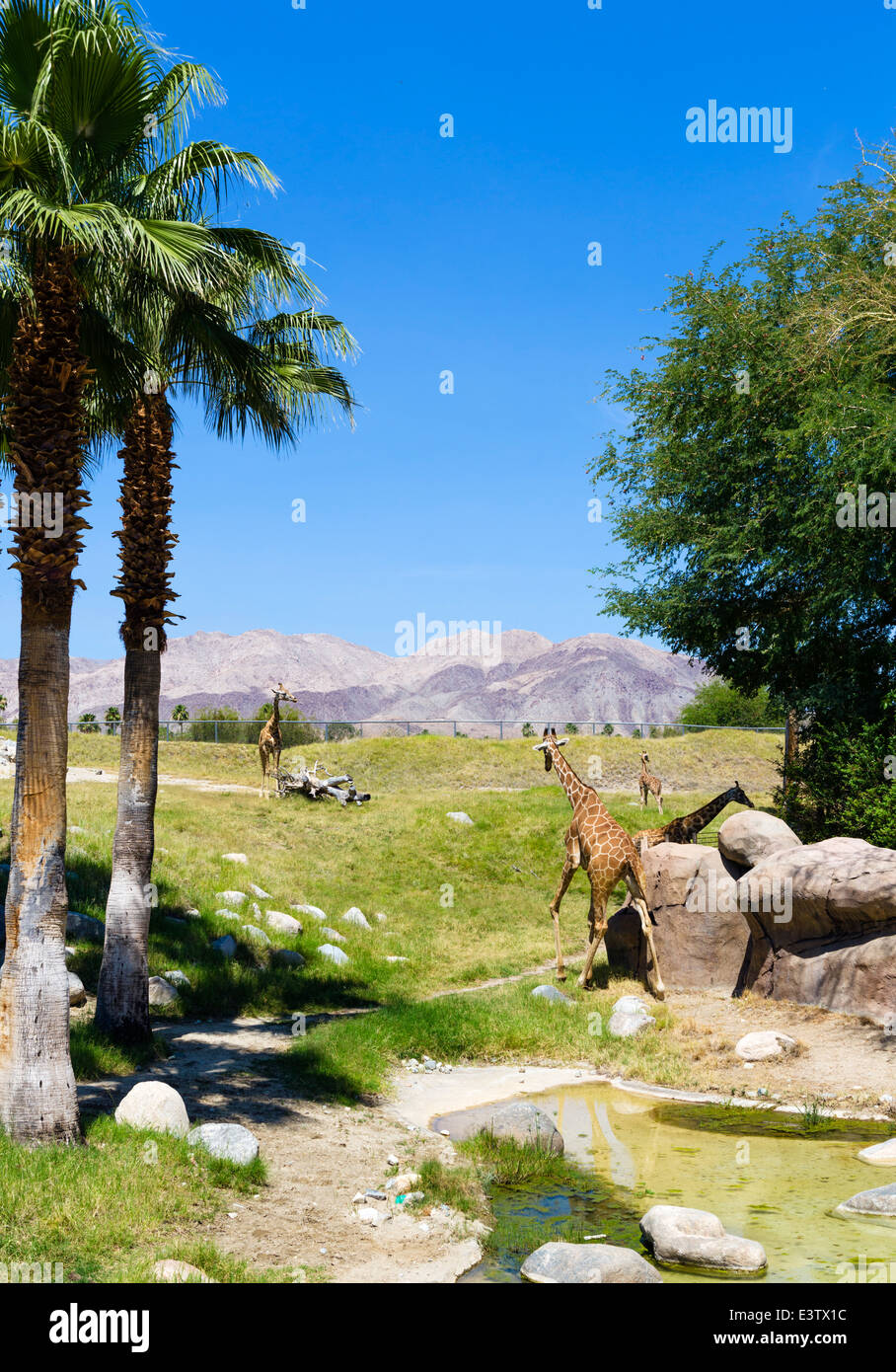 La Giraffa contenitore nel Living Desert Zoo e giardini, Palm Desert, Riverside County, California del Sud, STATI UNITI D'AMERICA Foto Stock