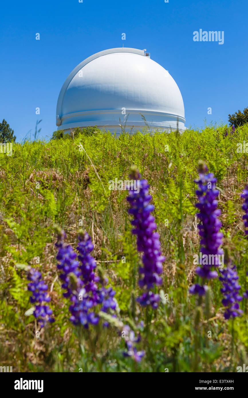La cupola della 200 pollici telescopio Hale al Palomar osservatorio con i lupini in primo piano della Contea di San Diego, California, Stati Uniti d'America Foto Stock