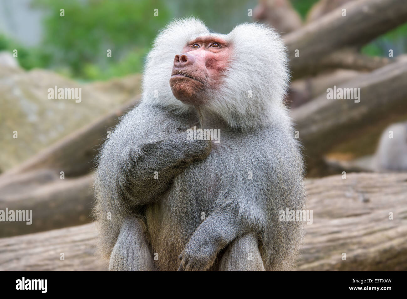 Ritratto di babbuino Hamadryas (Papio hamadryas) Foto Stock