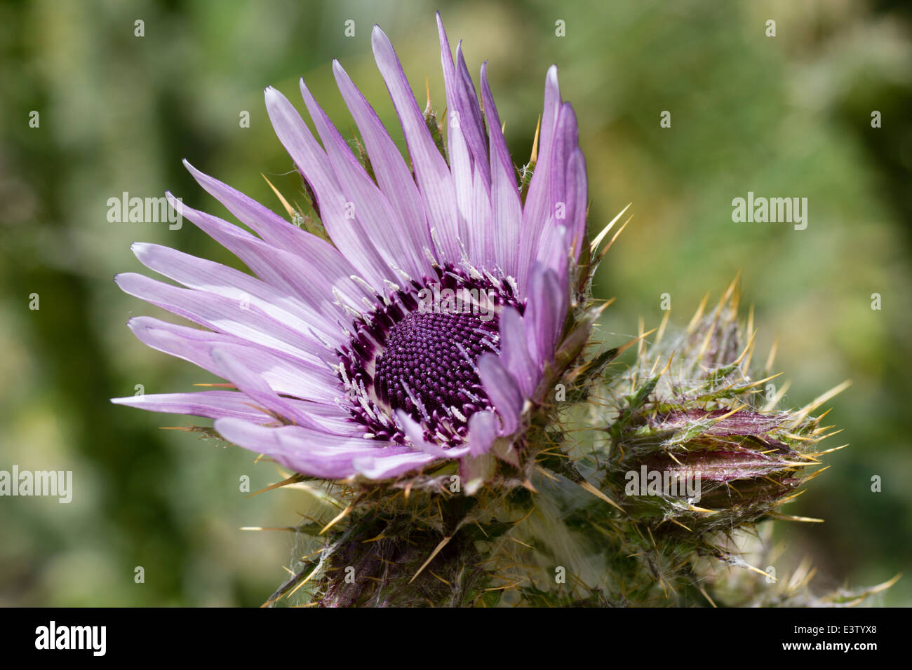 Fiore pungenti testa del thistle relativa, Berkheya purpurea Foto Stock