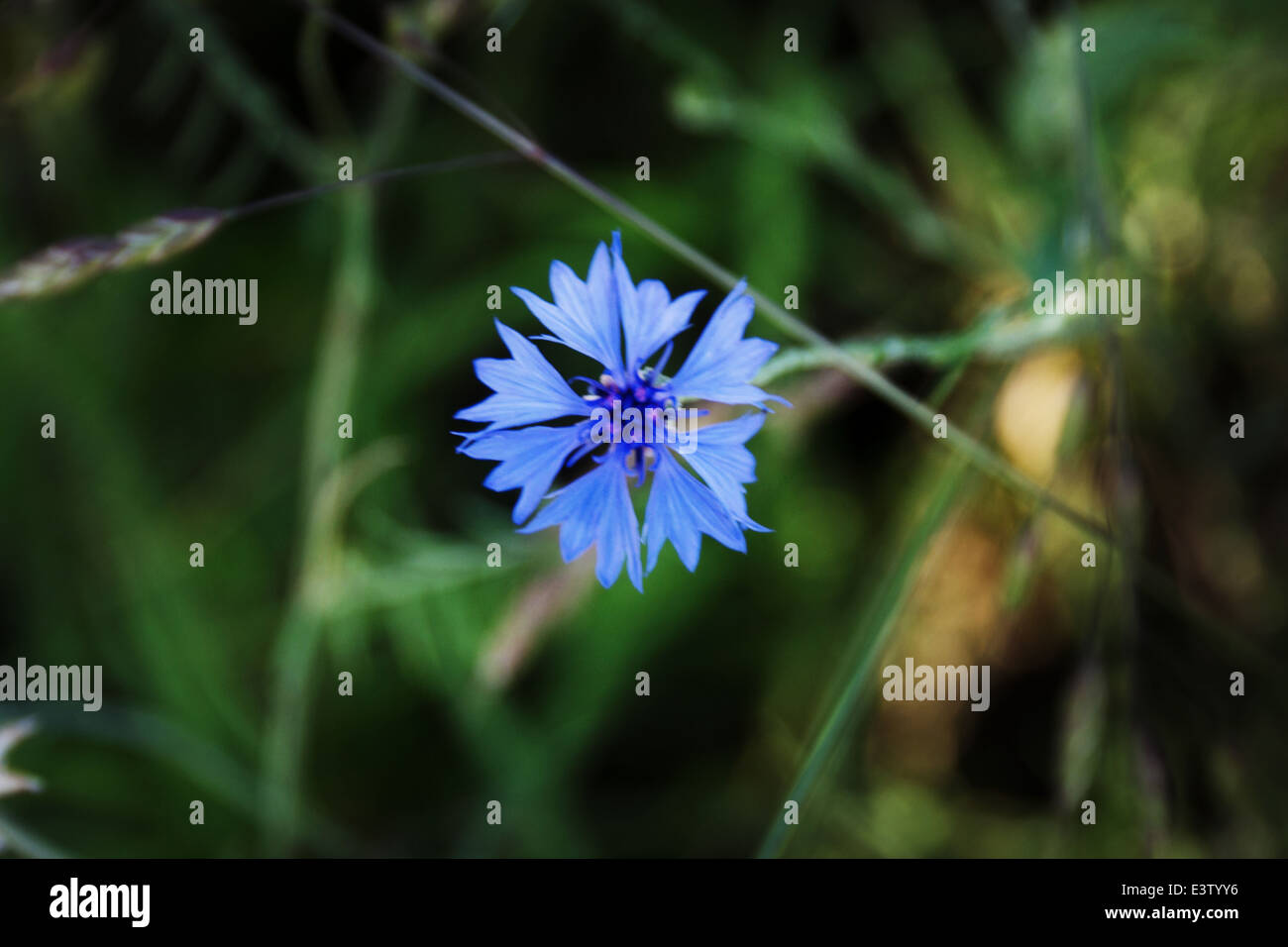 Bule selvaggio fiore - Centaurea cyanus - bluebottle, fiordaliso Foto Stock