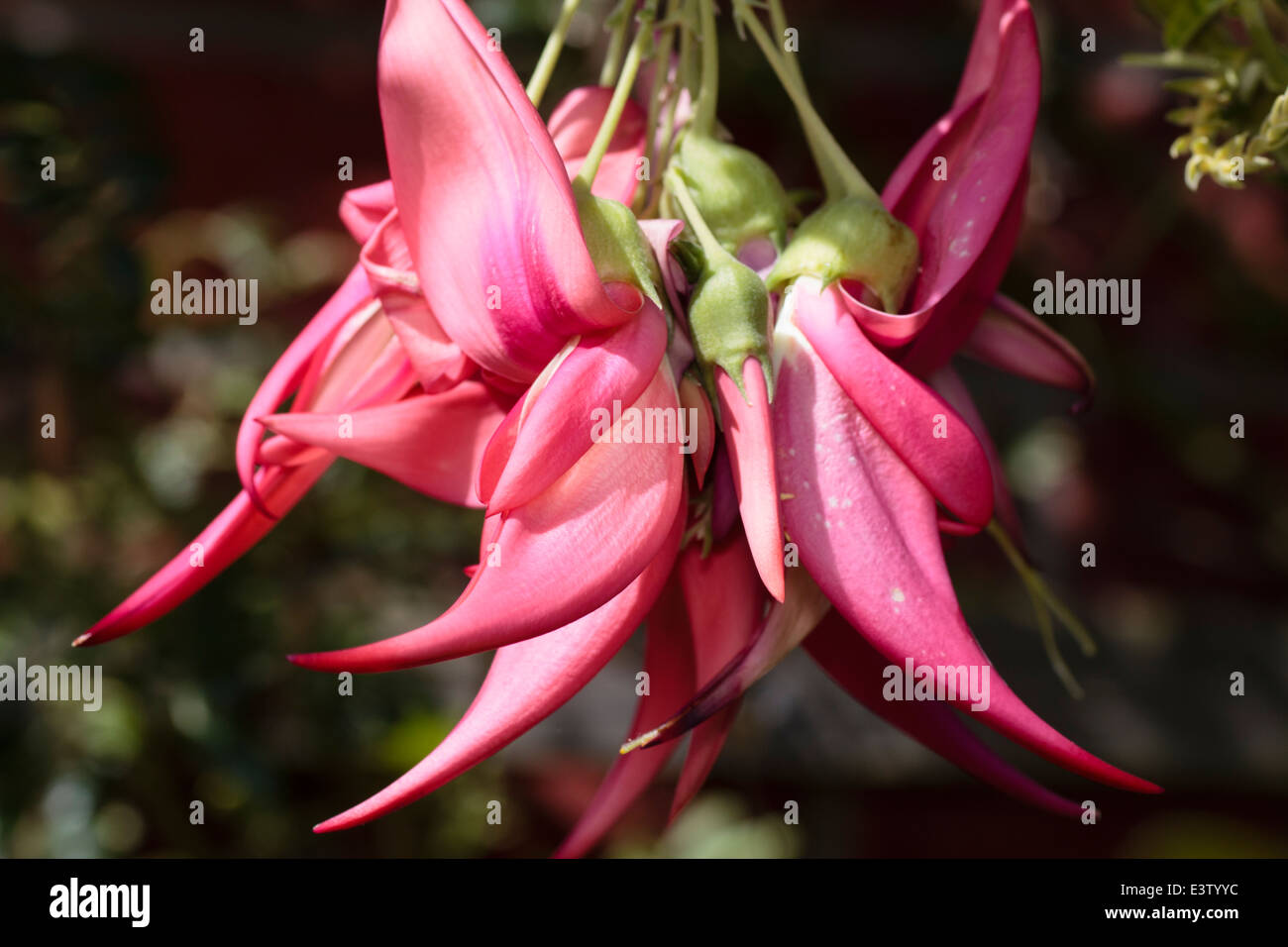 Ravvicinata di una singola testa di fiori di semi-hardy gloria pisello, Clianthus puniceus Foto Stock