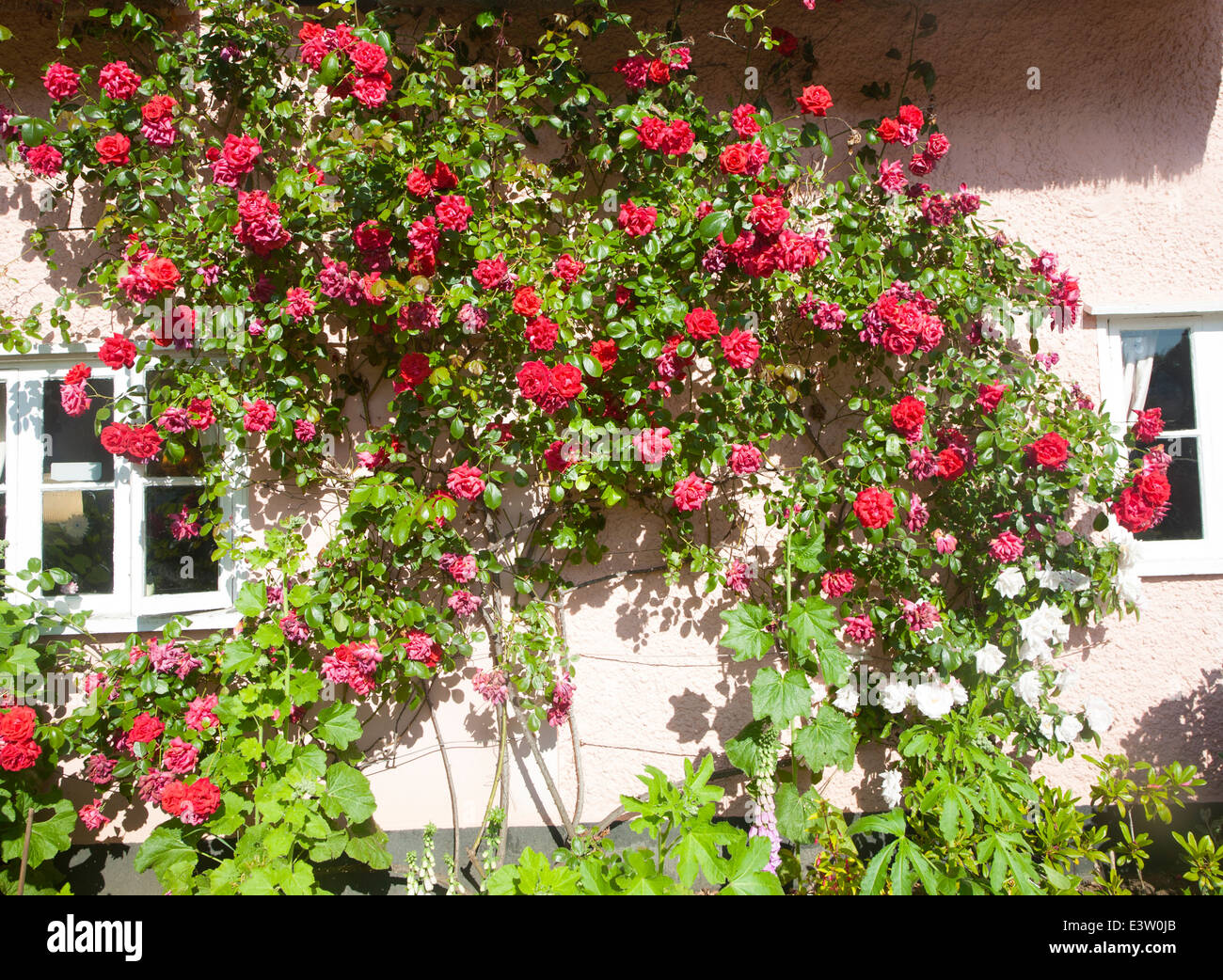 Rose rosse crescono su rosa cottage con il tetto di paglia Shottisham, Suffolk, Inghilterra Foto Stock