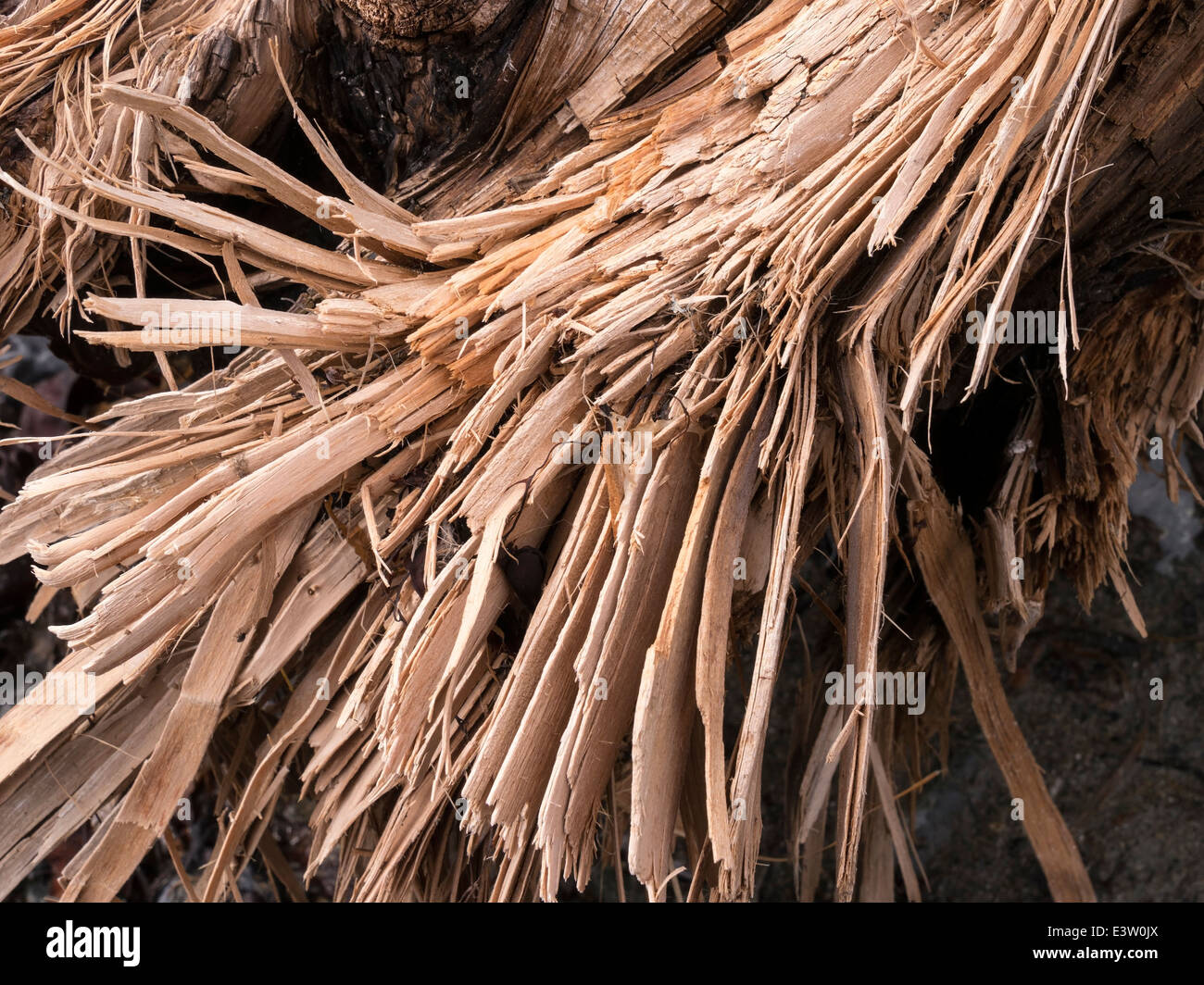 Fracassato scheggiato tronco di albero driftwood lavato fino in spiaggia, Scotland, Regno Unito Foto Stock