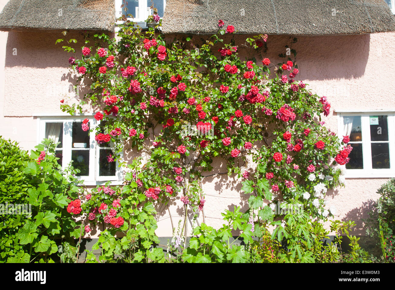 Rose rosse crescono su rosa cottage con il tetto di paglia Shottisham, Suffolk, Inghilterra Foto Stock
