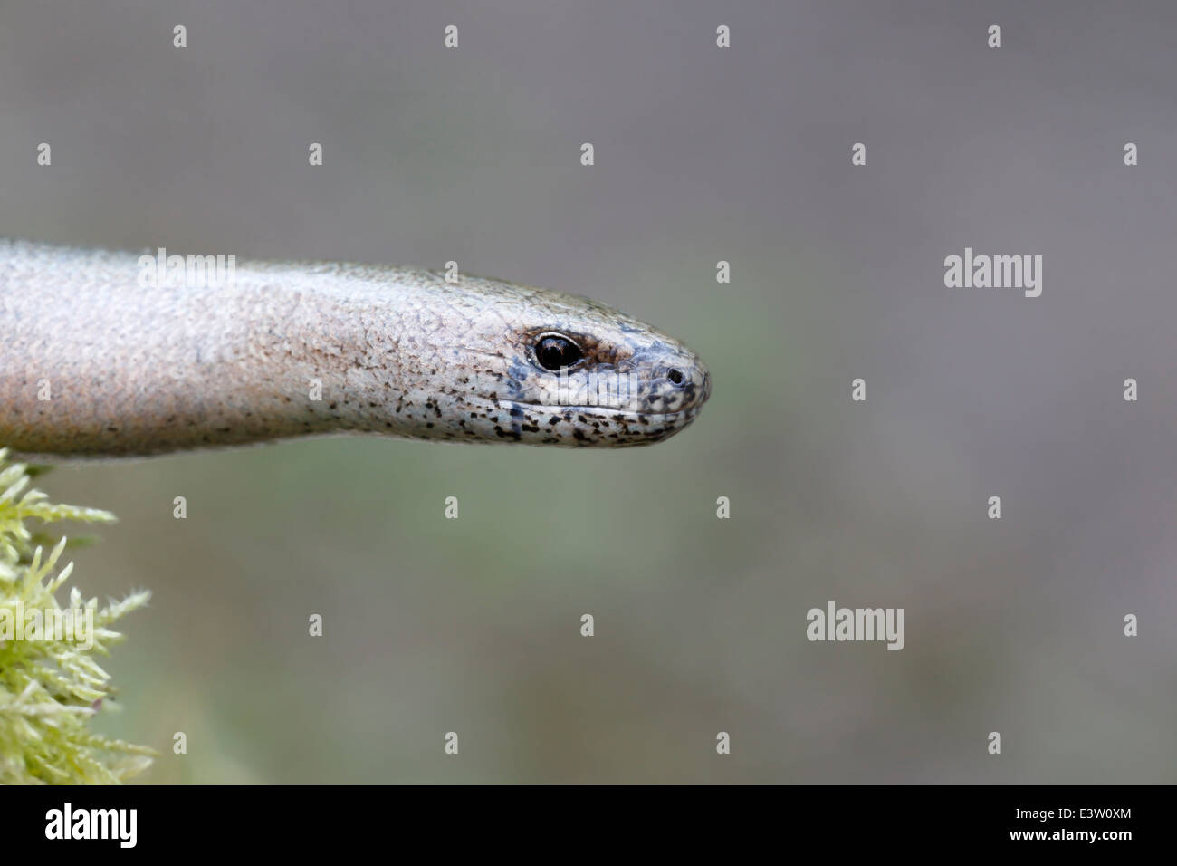 Worm lenta, Anguis fragilis, singolo rettile, Warwickshire, Maggio 2014 Foto Stock