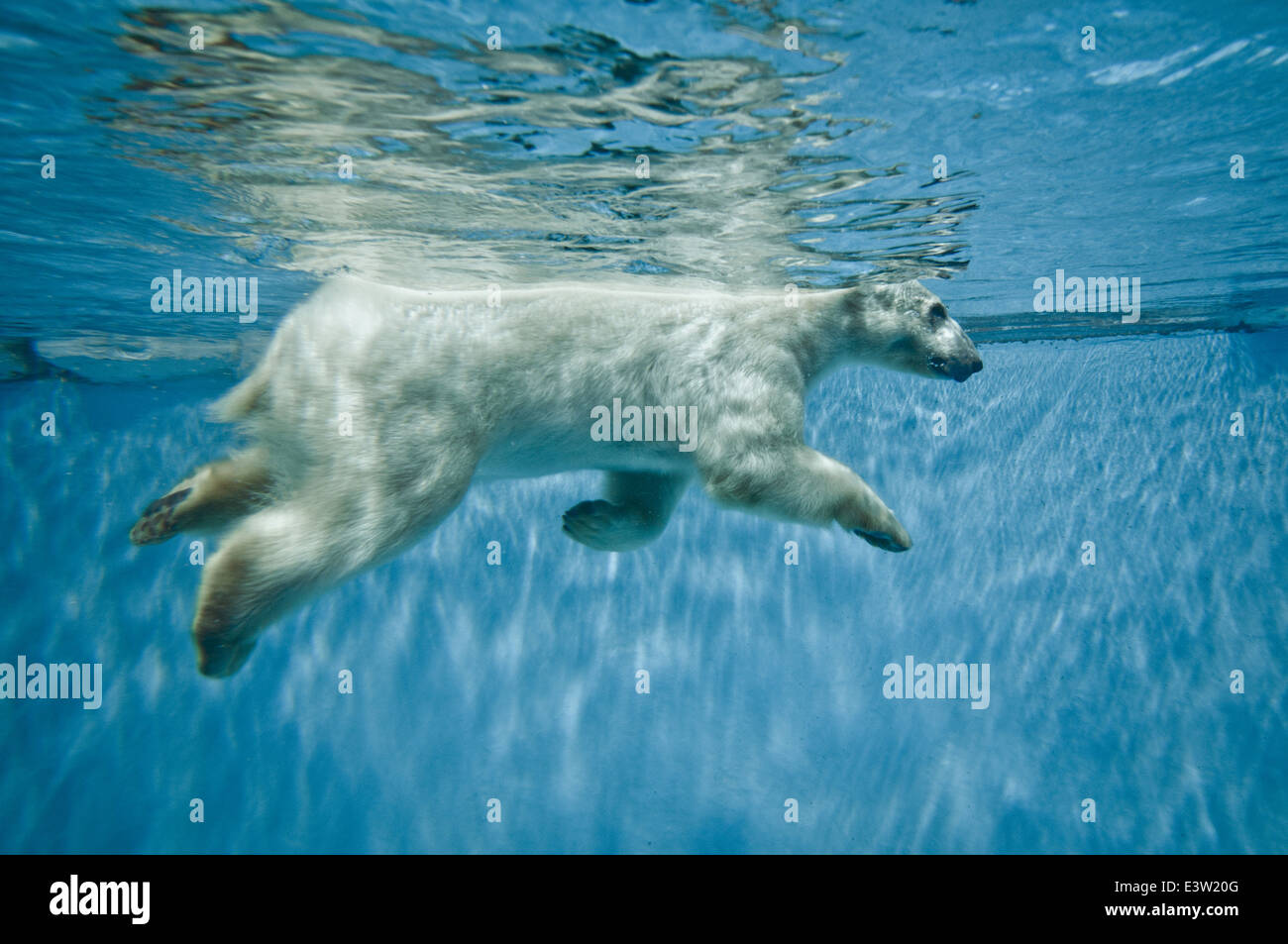 Nuoto orso polare - Thalarctos Maritimus (Ursus maritimus) Foto Stock