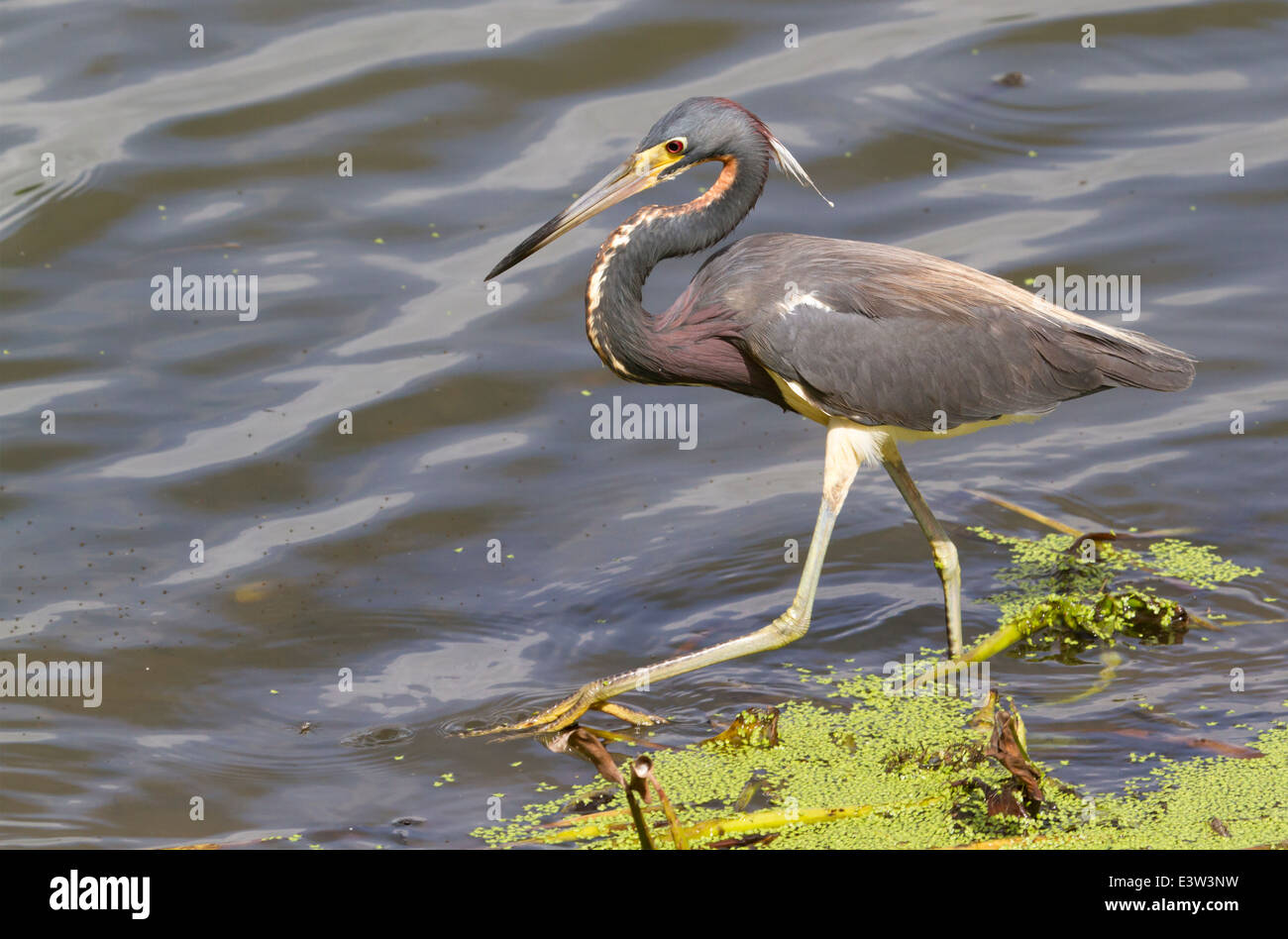 Airone tricolore (Egretta tricolore) passeggiate in riva al lago. Foto Stock
