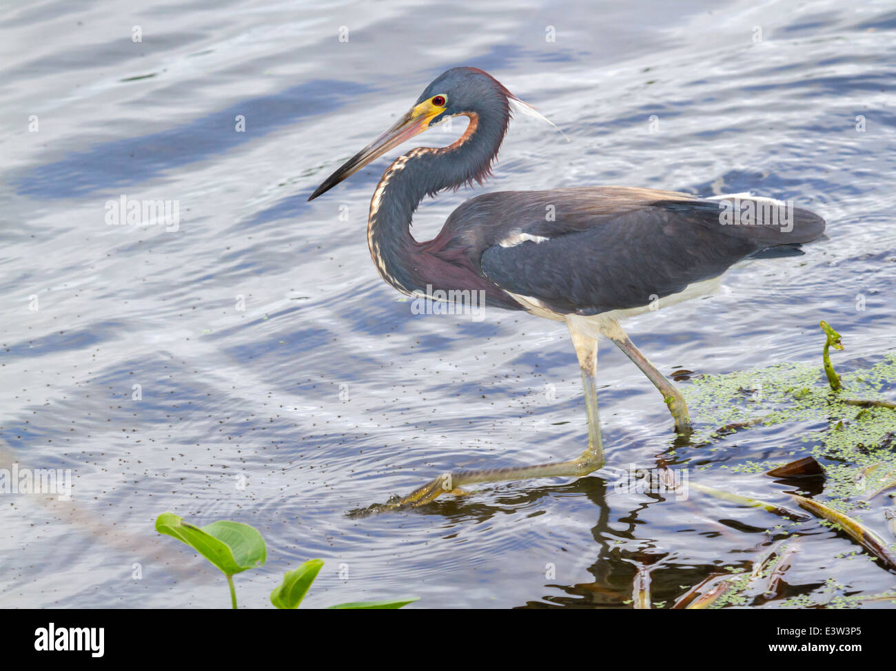 Airone tricolore (Egretta tricolore) passeggiate in riva al lago. Foto Stock