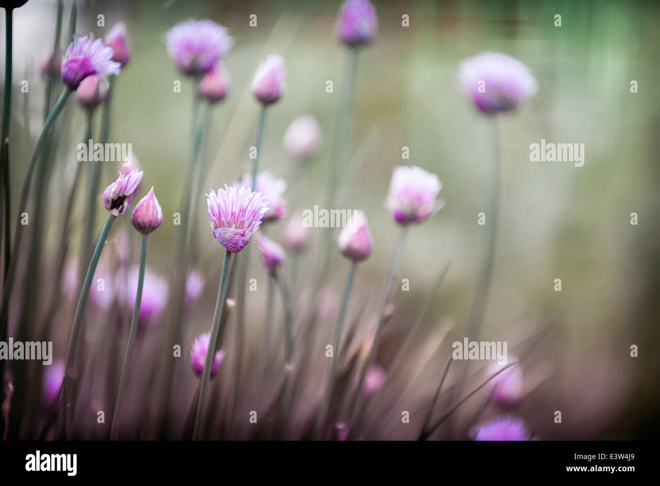 Fiori viola della fioritura di erba cipollina in giardino Foto Stock