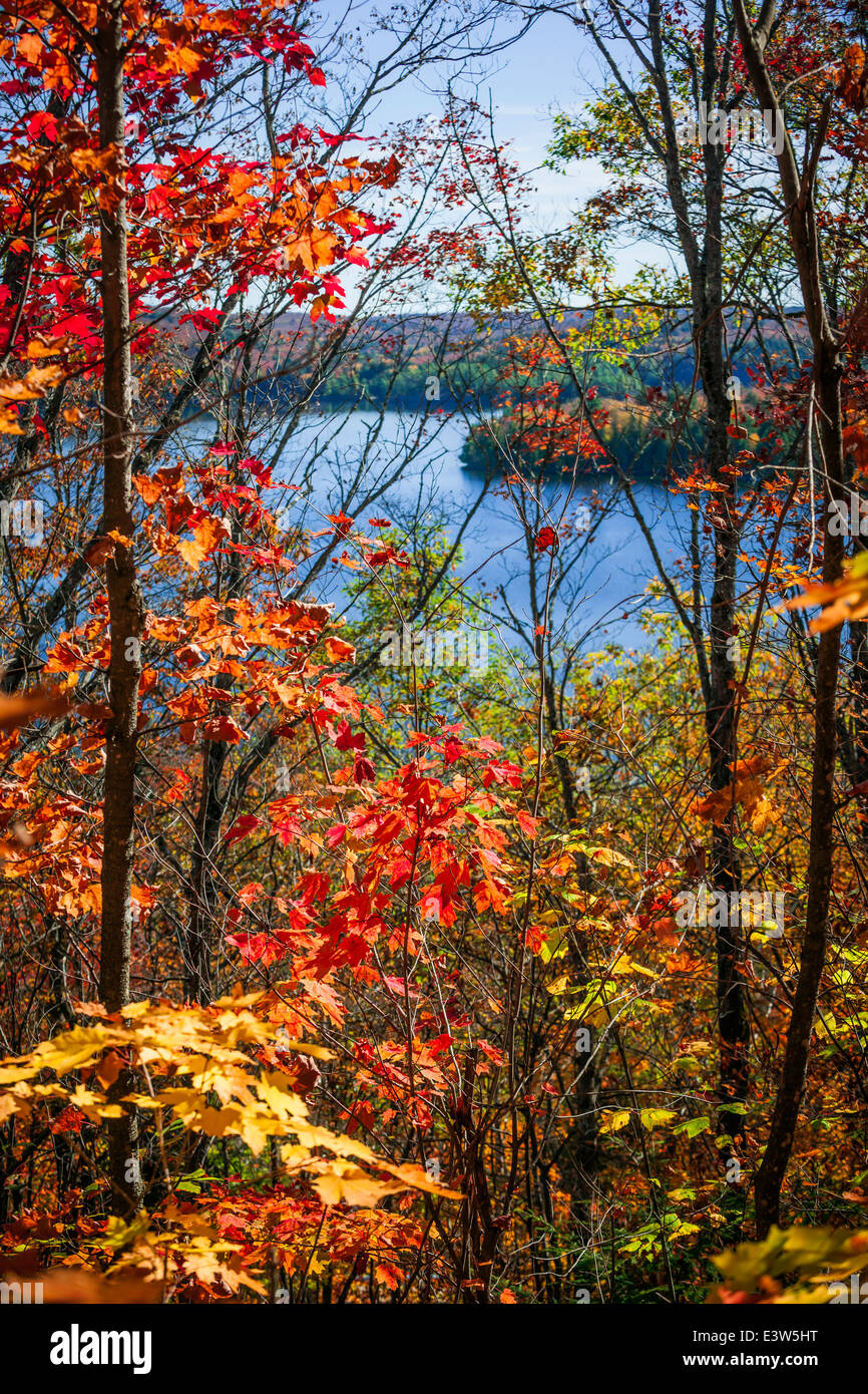 Foresta di caduta il framing scenic autunno vista lago dal Lookout trail in Algonquin Park, Ontario, Canada. Foto Stock