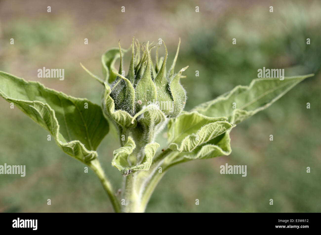 Un germoglio non aperti di un girasole Foto Stock