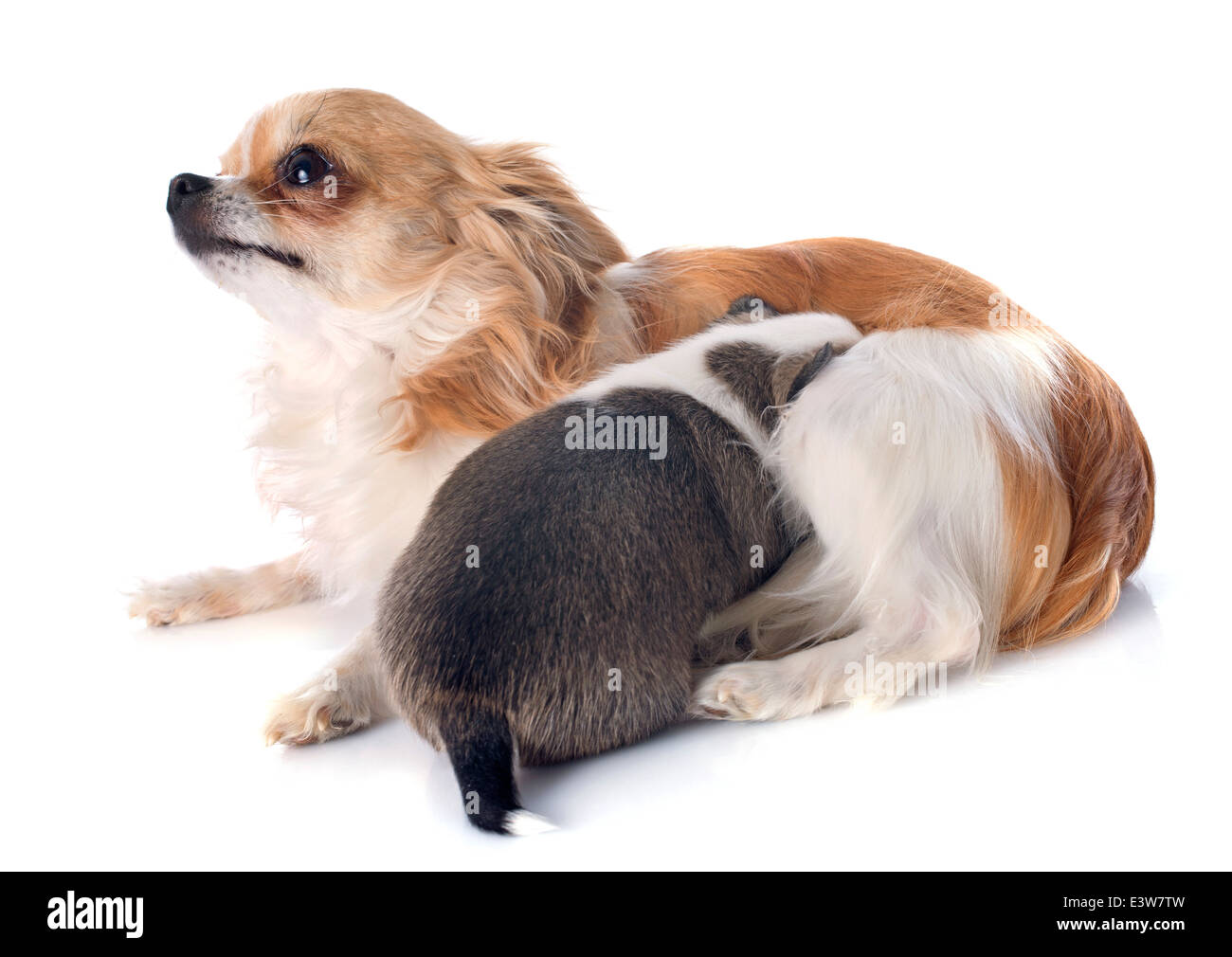 Adulto e cucciolo chihuahua davanti a uno sfondo bianco Foto Stock