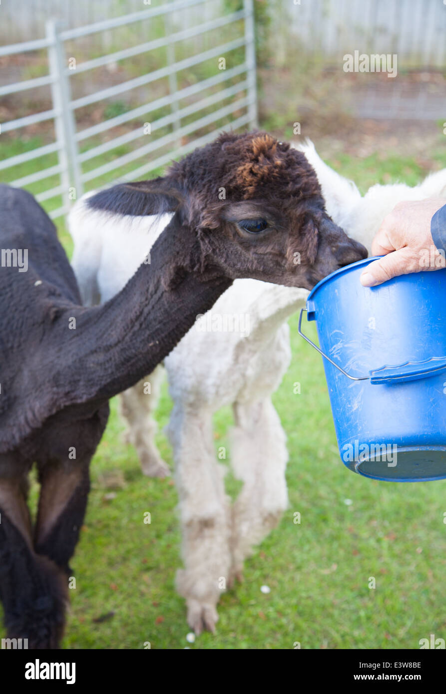 Un colore marrone scuro alpaca prendendo alimentazione da un blu secchio di plastica in un involucro in corrispondenza di un comune carnevale estivo Foto Stock