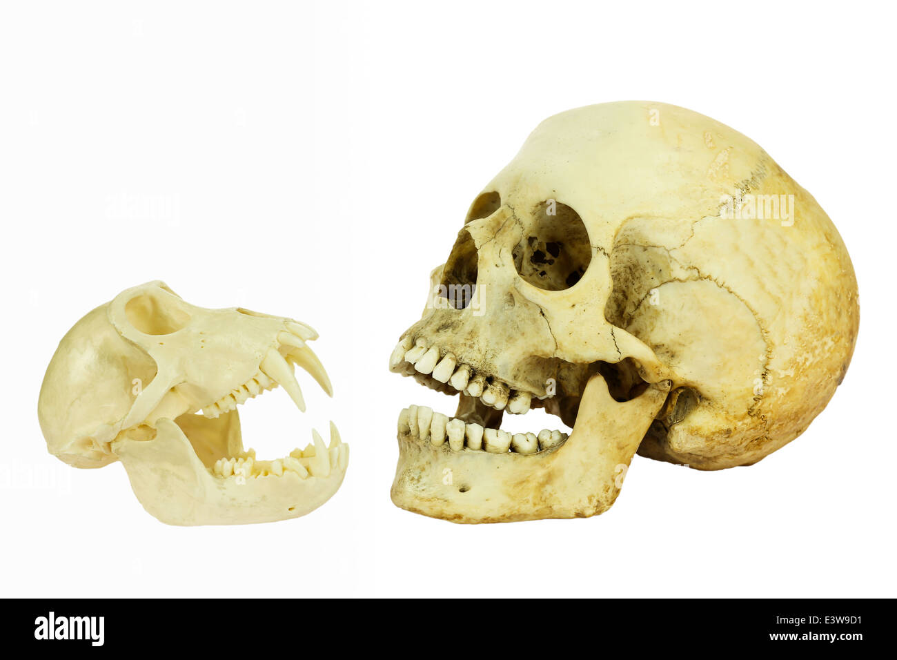 Umane e di scimmia opposta del cranio di ogni altro Foto Stock