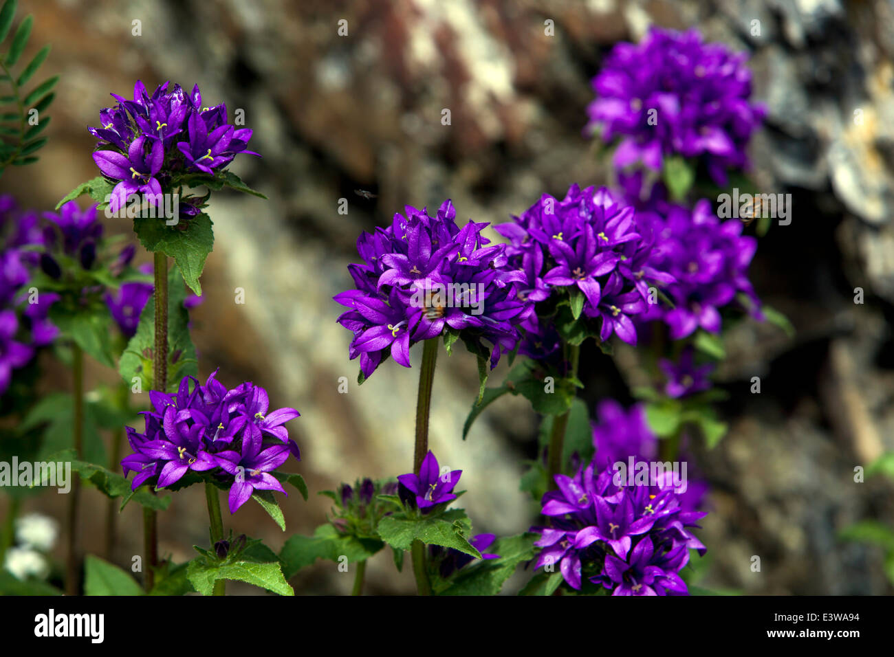 Campanula glomerata, noti con i nomi comuni clustered campanula o Dane di sangue Foto Stock