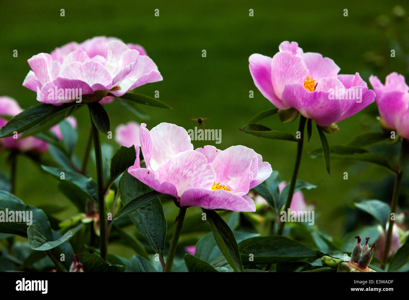 Le peonie sono perenni, semiarbusti e arbusti con foglie alternate, pinnate o profondamente divise Foto Stock