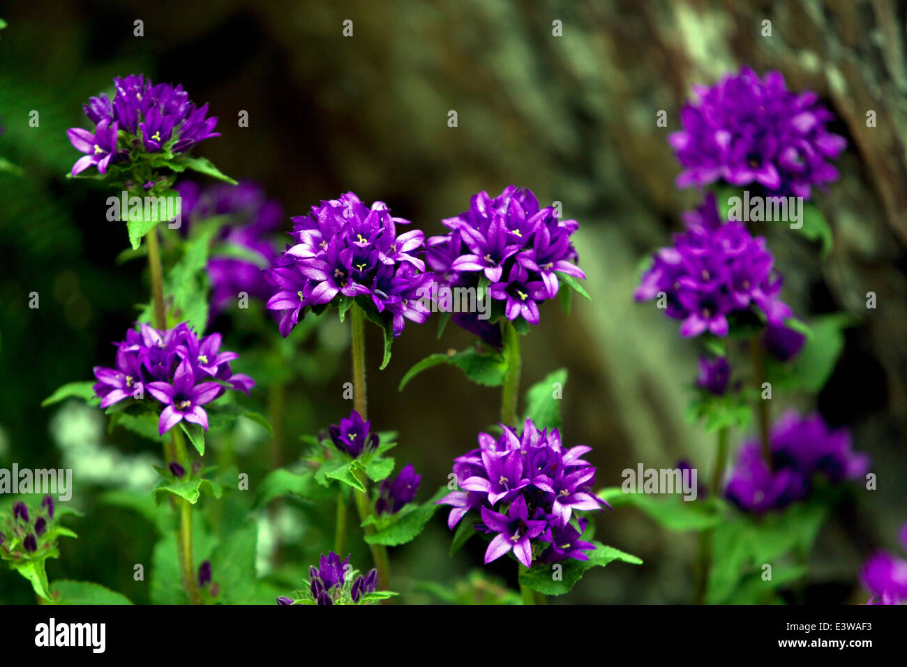 Campanula glomerata, noti con i nomi comuni clustered campanula o Dane di sangue Foto Stock