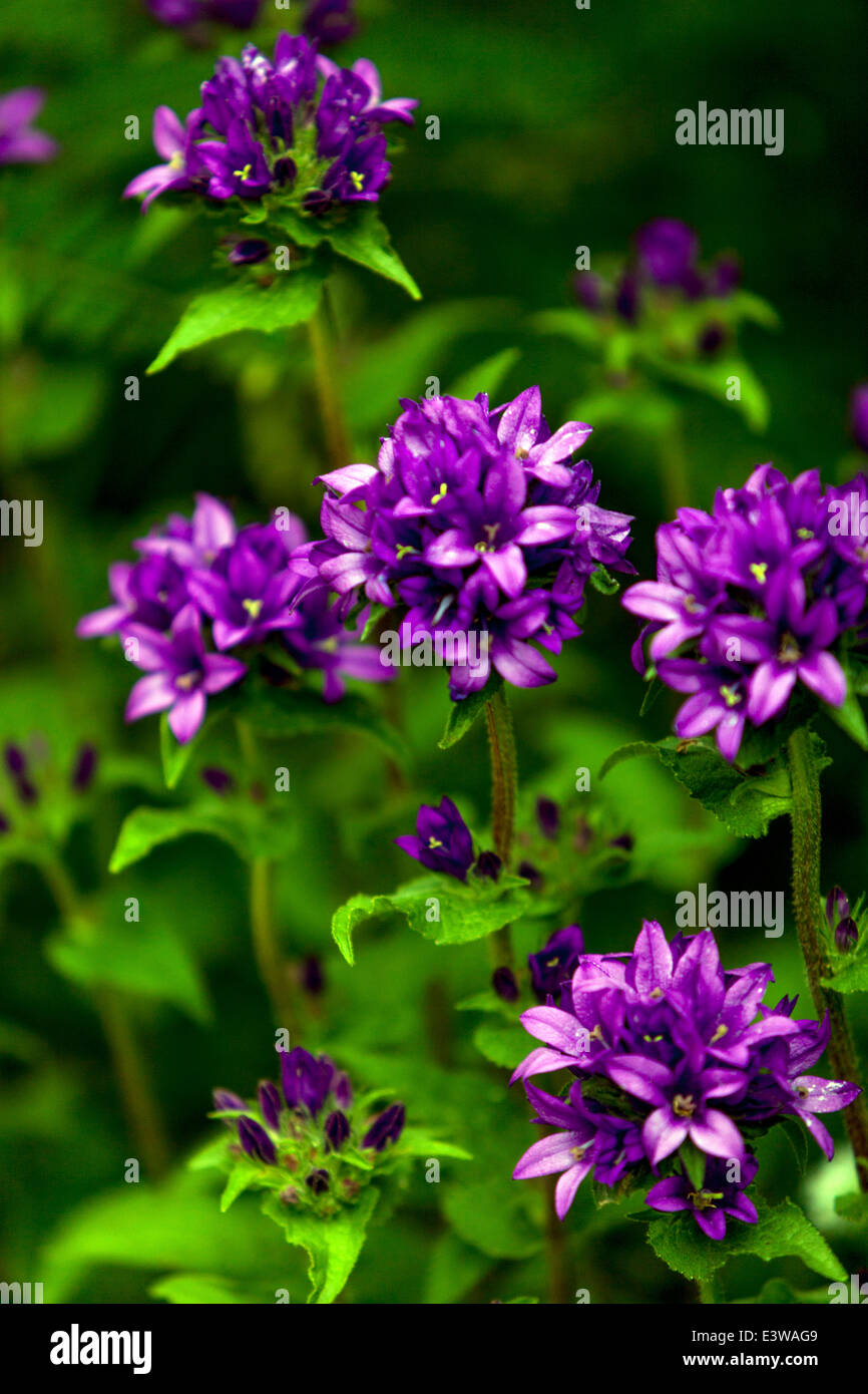 Campanula glomerata, noti con i nomi comuni clustered campanula o Dane di sangue Foto Stock