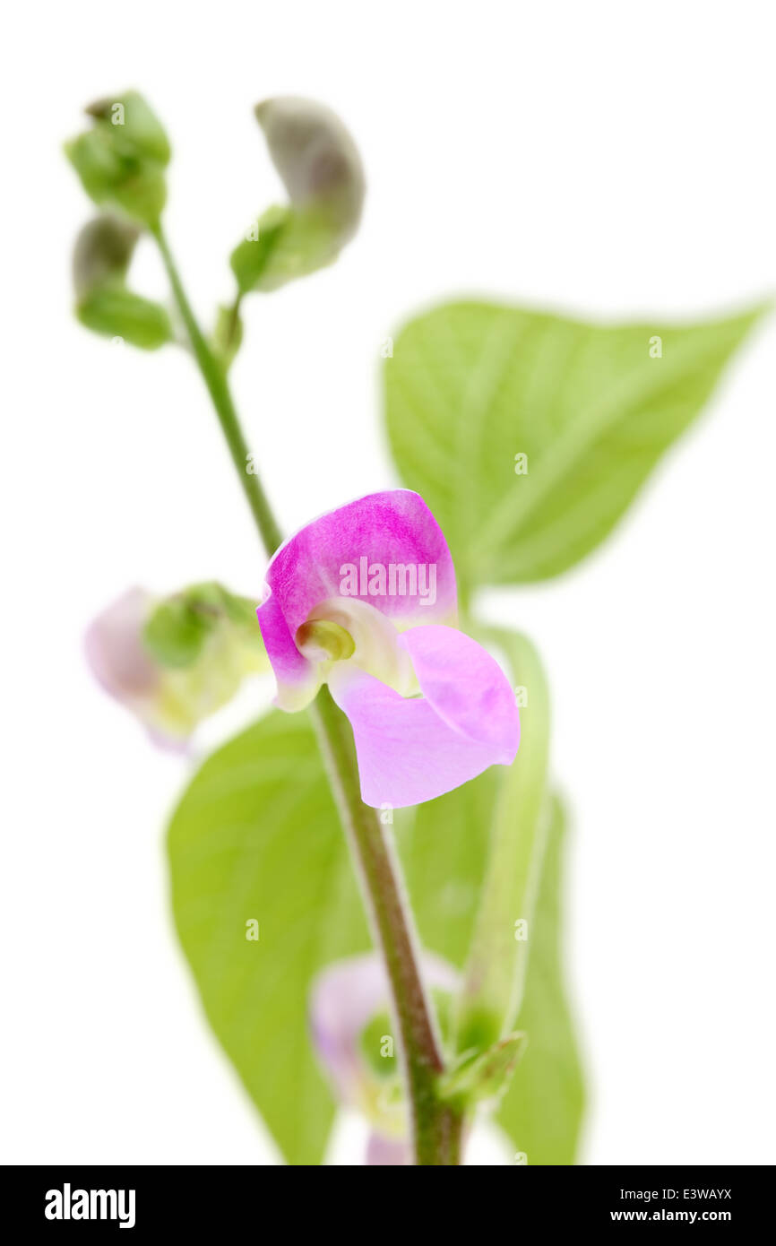 Fagiolo verde fiore su sfondo bianco Foto Stock