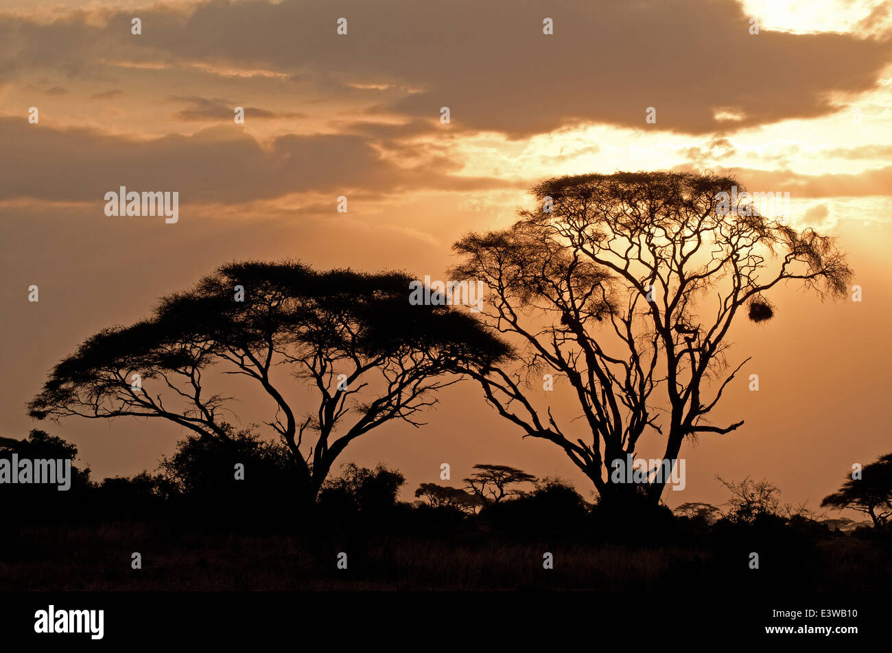 Gli alberi di acacia stagliano contro il cielo al tramonto in Amboseli Parco Nationa Kenya Africa ast Foto Stock