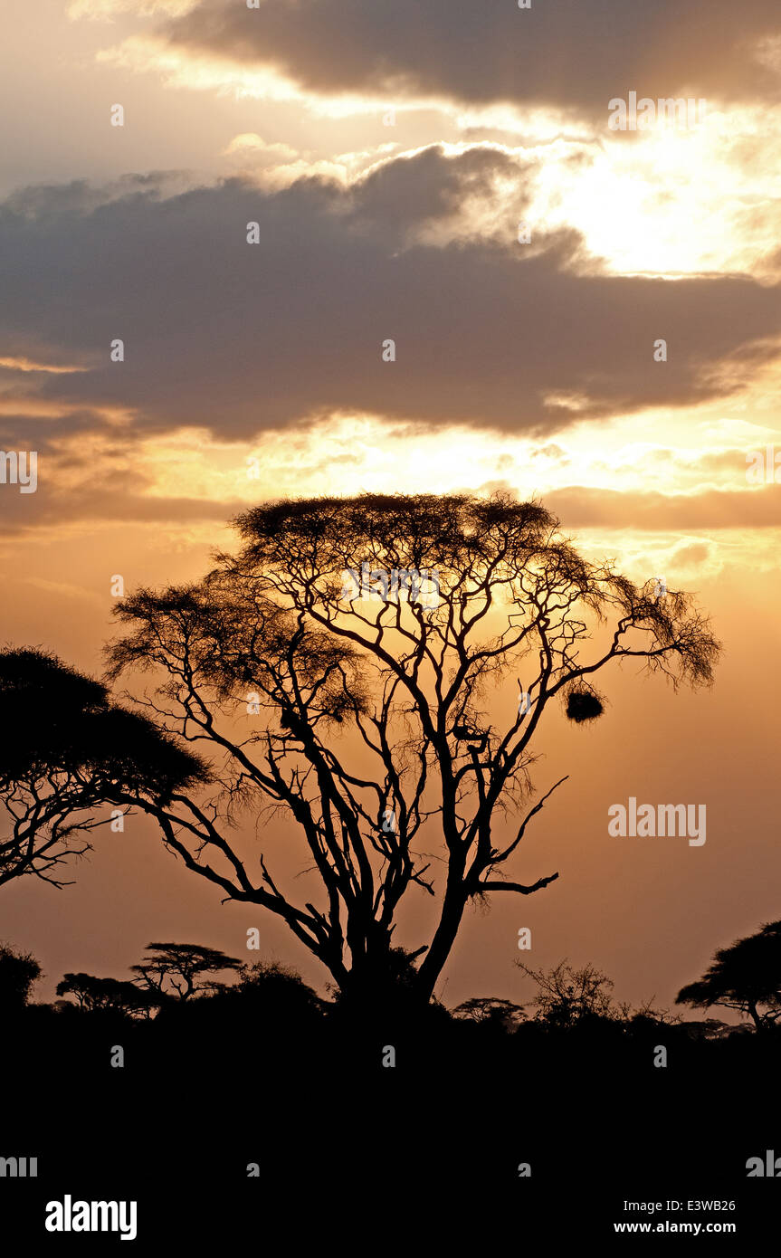 Gli alberi di acacia stagliano contro il cielo al tramonto in Amboseli Parco Nationa Kenya Africa ast Foto Stock