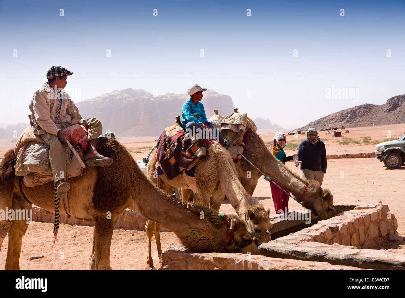 Giordania, Wadi Rum, cammelli da bere acqua fresca primavera nel deserto giordano Foto Stock