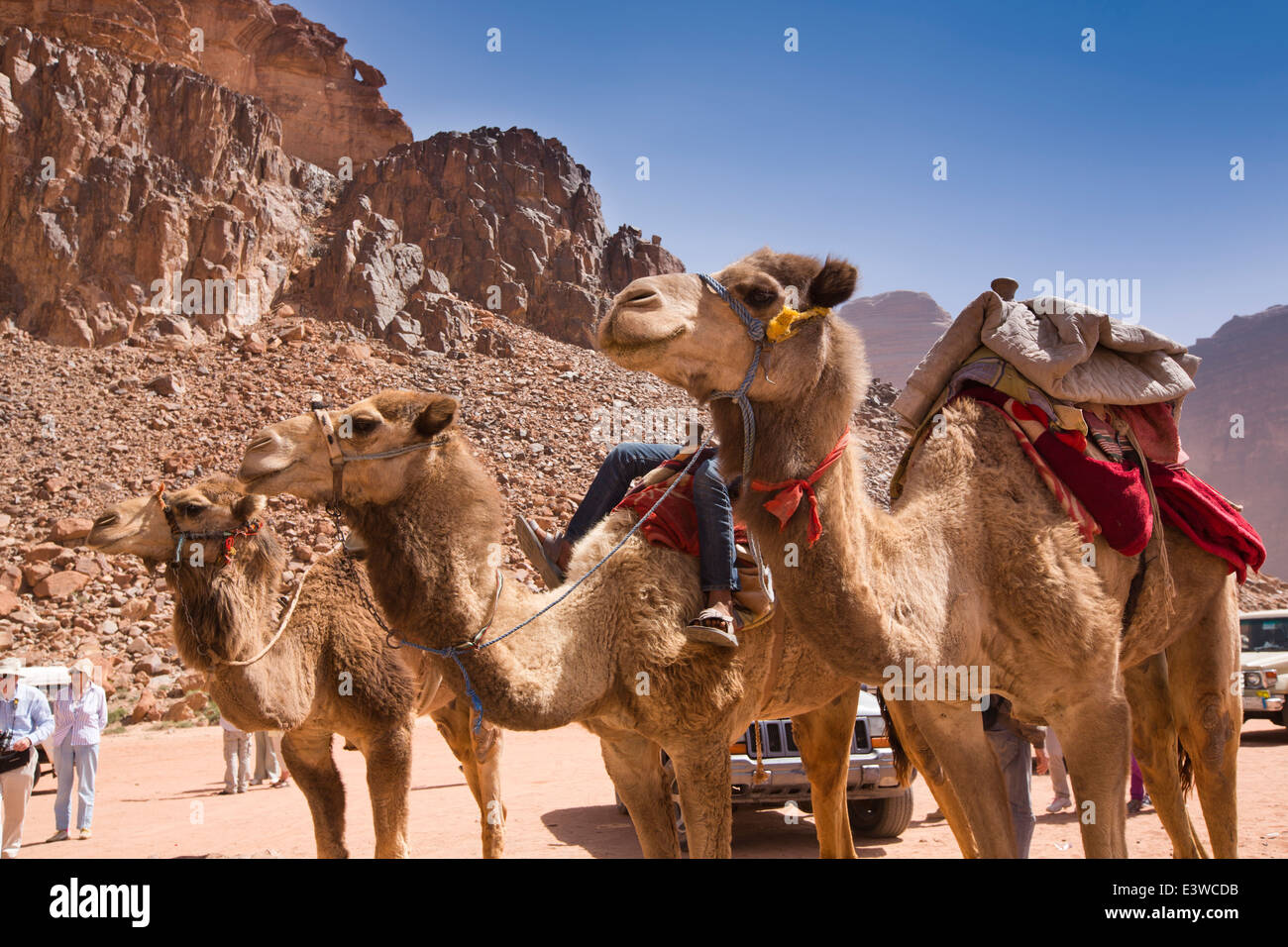 Giordania, Wadi Rum, cammelli in attesa di dare ai turisti la marcia ad acqua dolce primavera nel deserto giordano Foto Stock