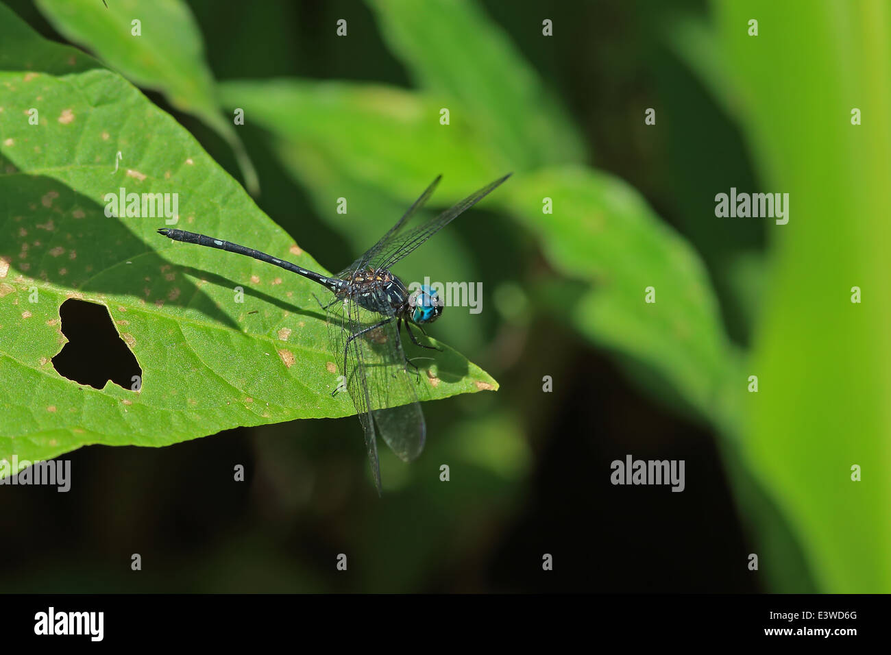 A tre strisce (Dasher Micrathyria didyma) Foto Stock