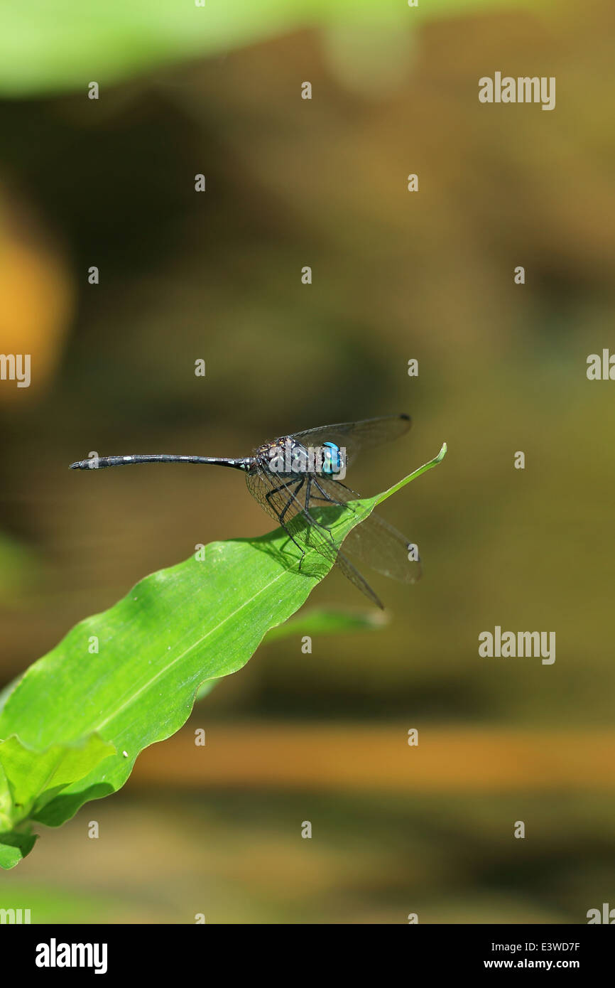 A tre strisce Micrathyria Dasher didyma) Foto Stock