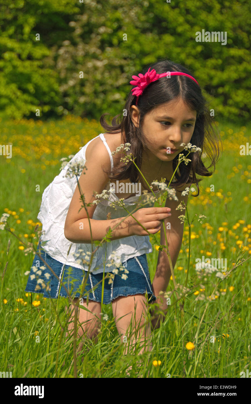 Una ragazza (7 anni) profumati fiori (Queen Anne's pizzi/ Ammi majus). Foto Stock