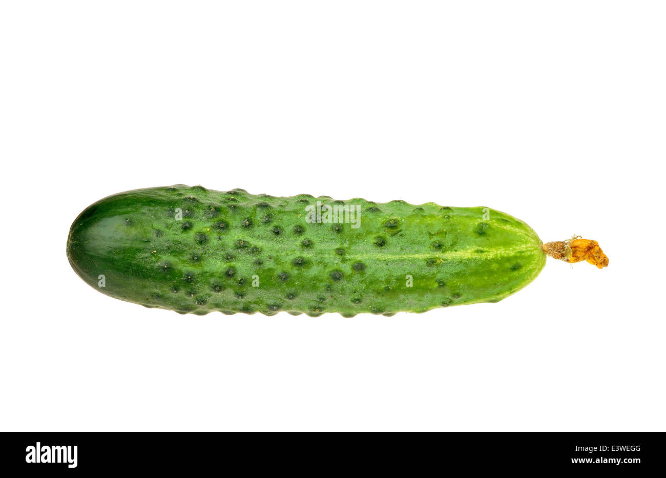 Cetriolo fresco con fiore secco isolato su sfondo bianco Foto Stock