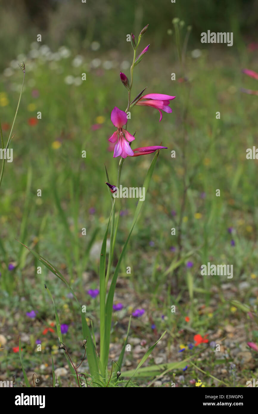Campo Gladiolus (Gladiolus illyricus) Foto Stock