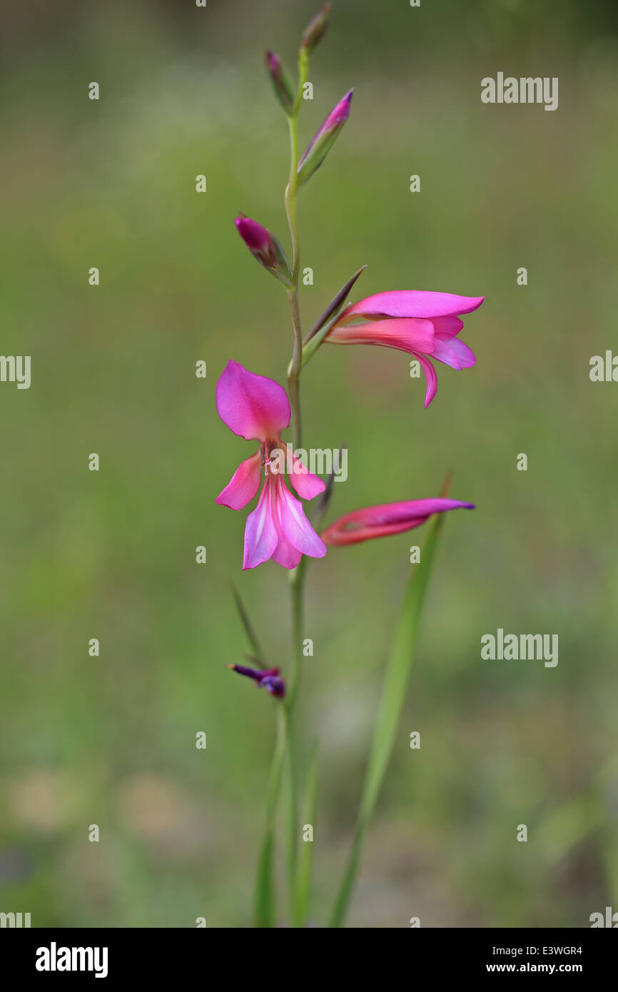 Campo Gladiolus (Gladiolus illyricus) Foto Stock