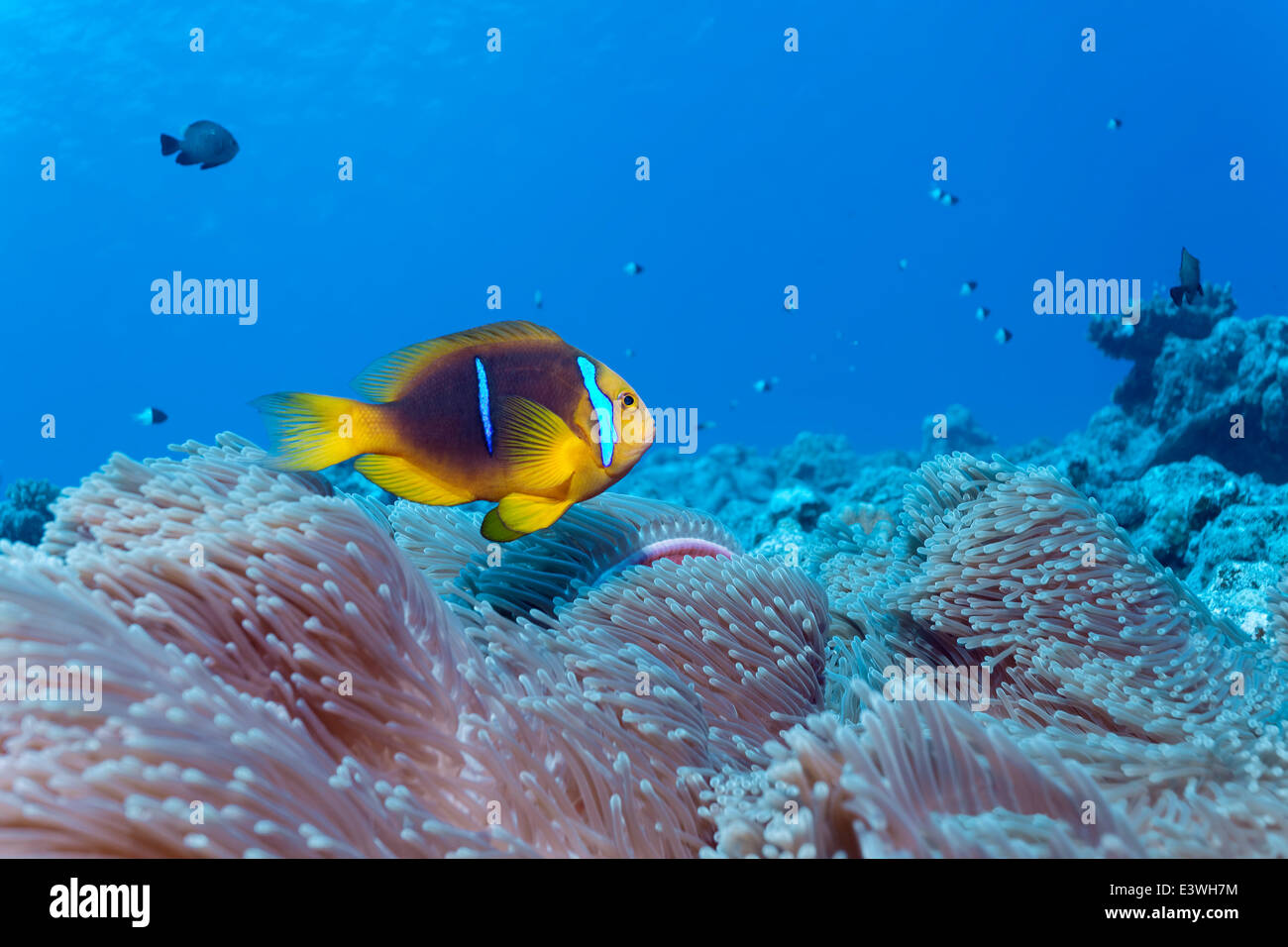 Clark (Anemonefish Amphiprion clarkii) in un magnifico mare (Anemone Heteractis magnifica), Bora Bora, Isole Sottovento Foto Stock