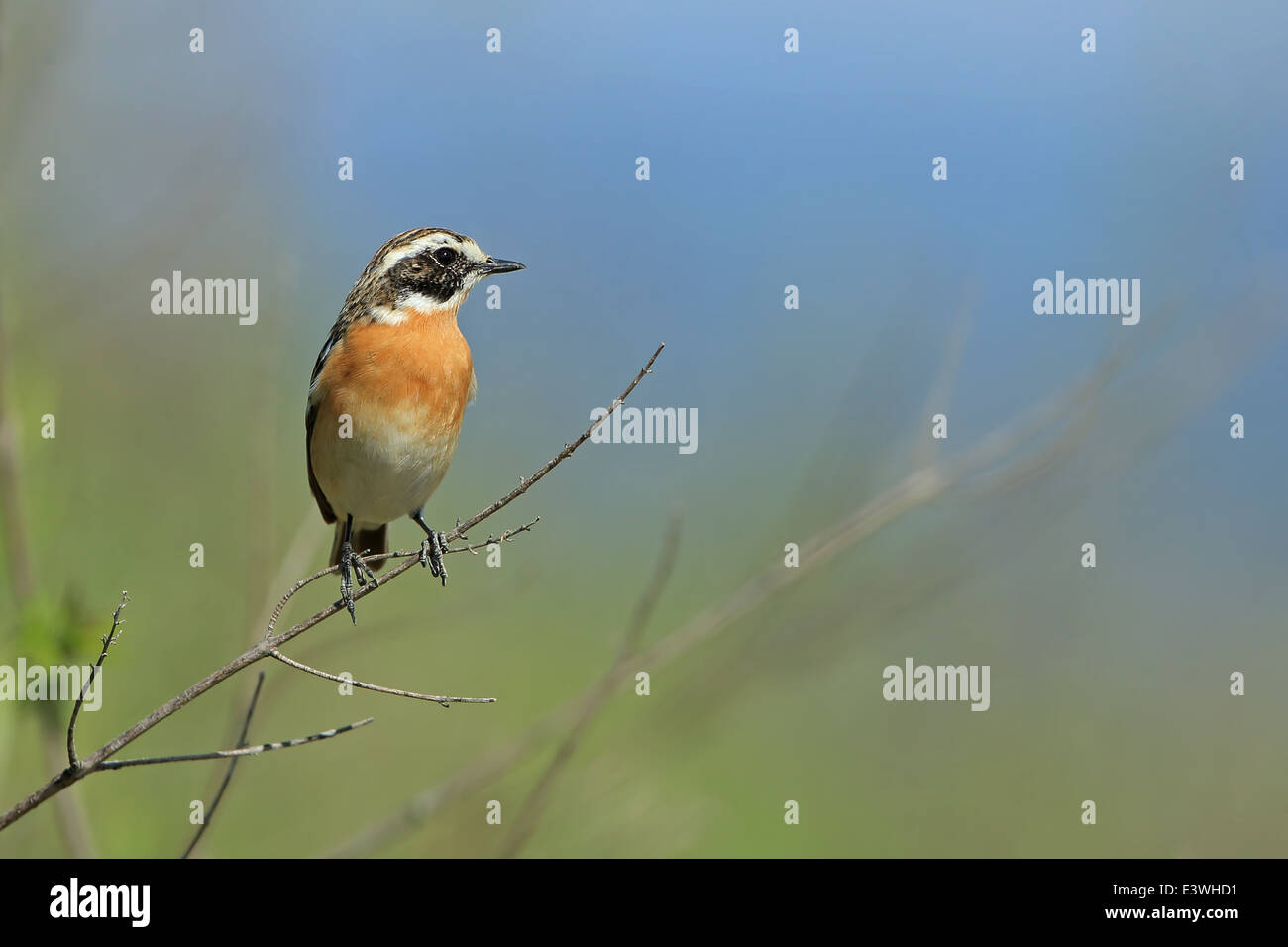 (Whinchat Saxicola rubetra) Foto Stock