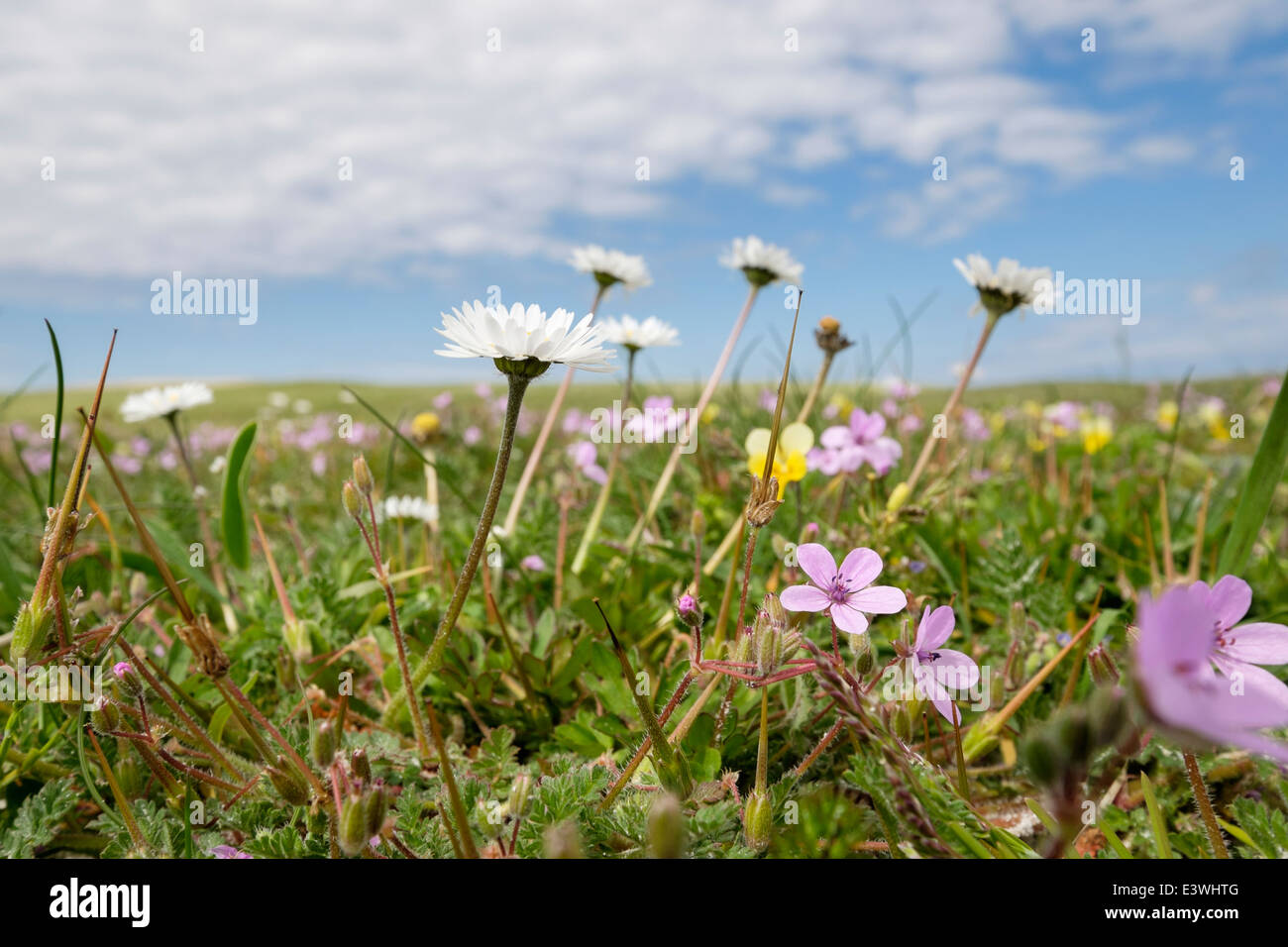 Machair prateria fiori selvatici che crescono in estate. Balranald RSPB Riserva Naturale North Uist Ebridi Esterne Western Isles della Scozia UK Foto Stock