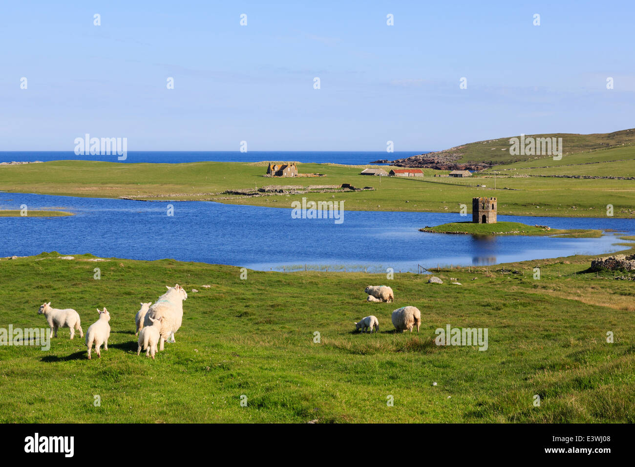 Pecore al pascolo da Loch Scolpaig con torre georgiano follia su un piccolo isolotto in estate. North Uist Ebridi Esterne Western Isles della Scozia UK Gran Bretagna Foto Stock