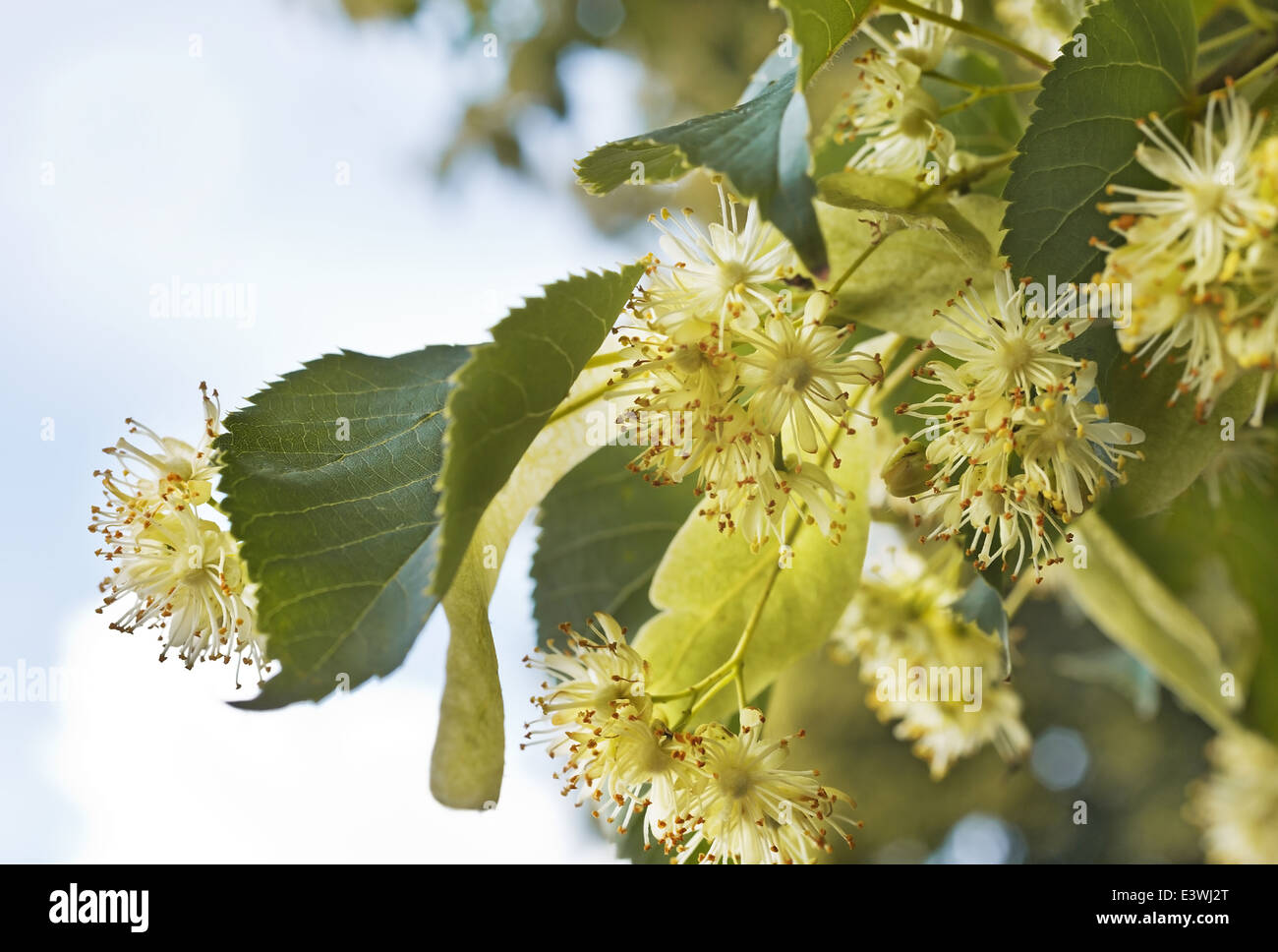 In dettaglio i fiori di tiglio con cielo blu Foto Stock