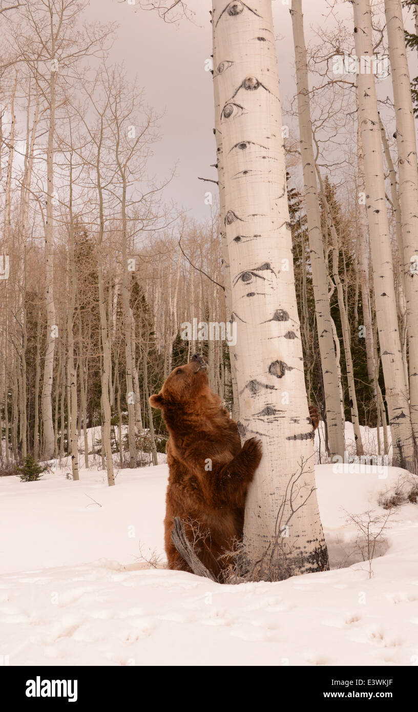 Orso bruno in snow graffiare in corrispondenza di un albero Foto Stock