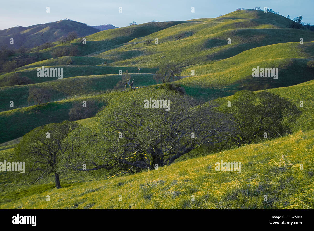 Stati Uniti, California, East Bay Regional Park District, Sunol deserto regionale, California Rovere nero Foto Stock