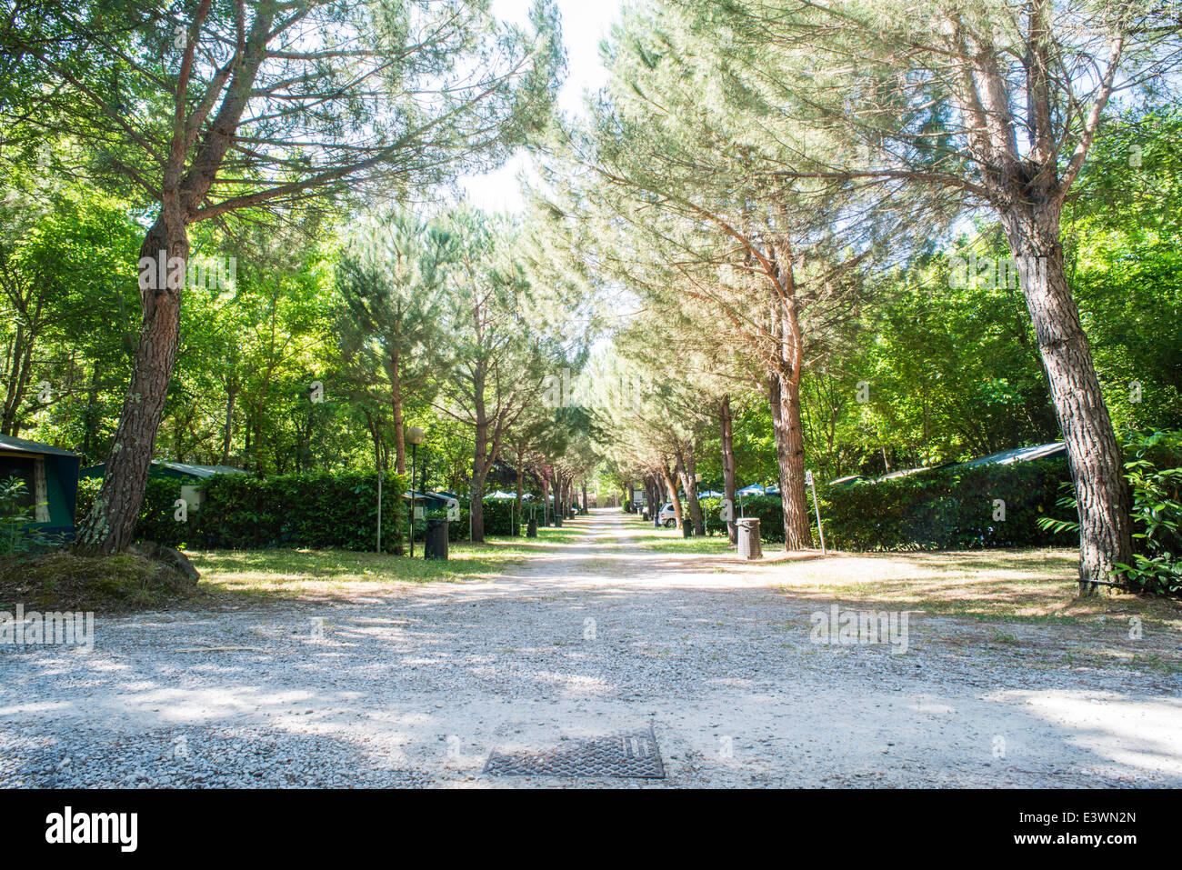 Tenda in campeggio tra gli alberi. Luce solare Foto Stock